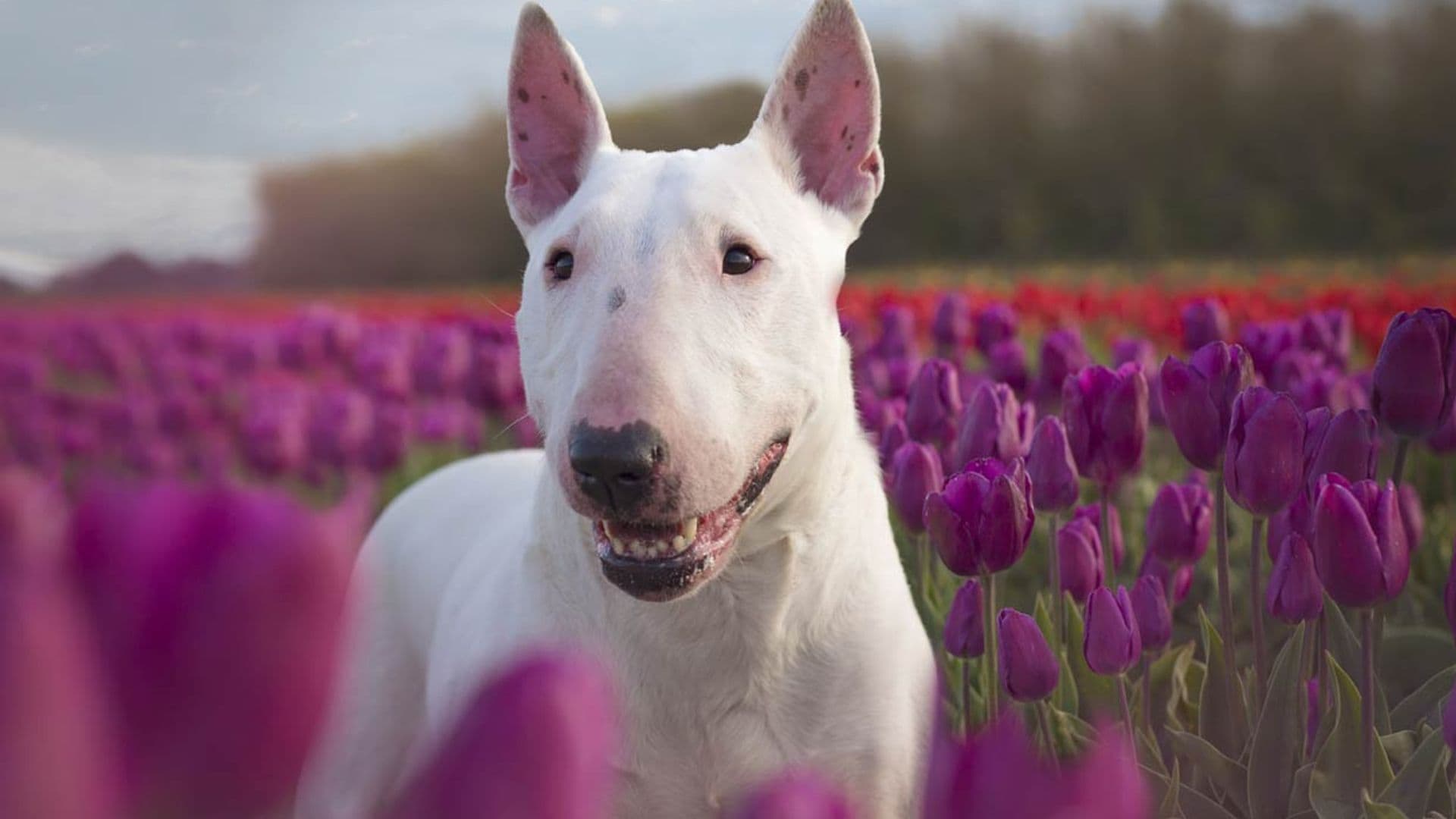 Estas son las 16 razas de perro potencialmente peligrosos que se benefician de la nueva ley