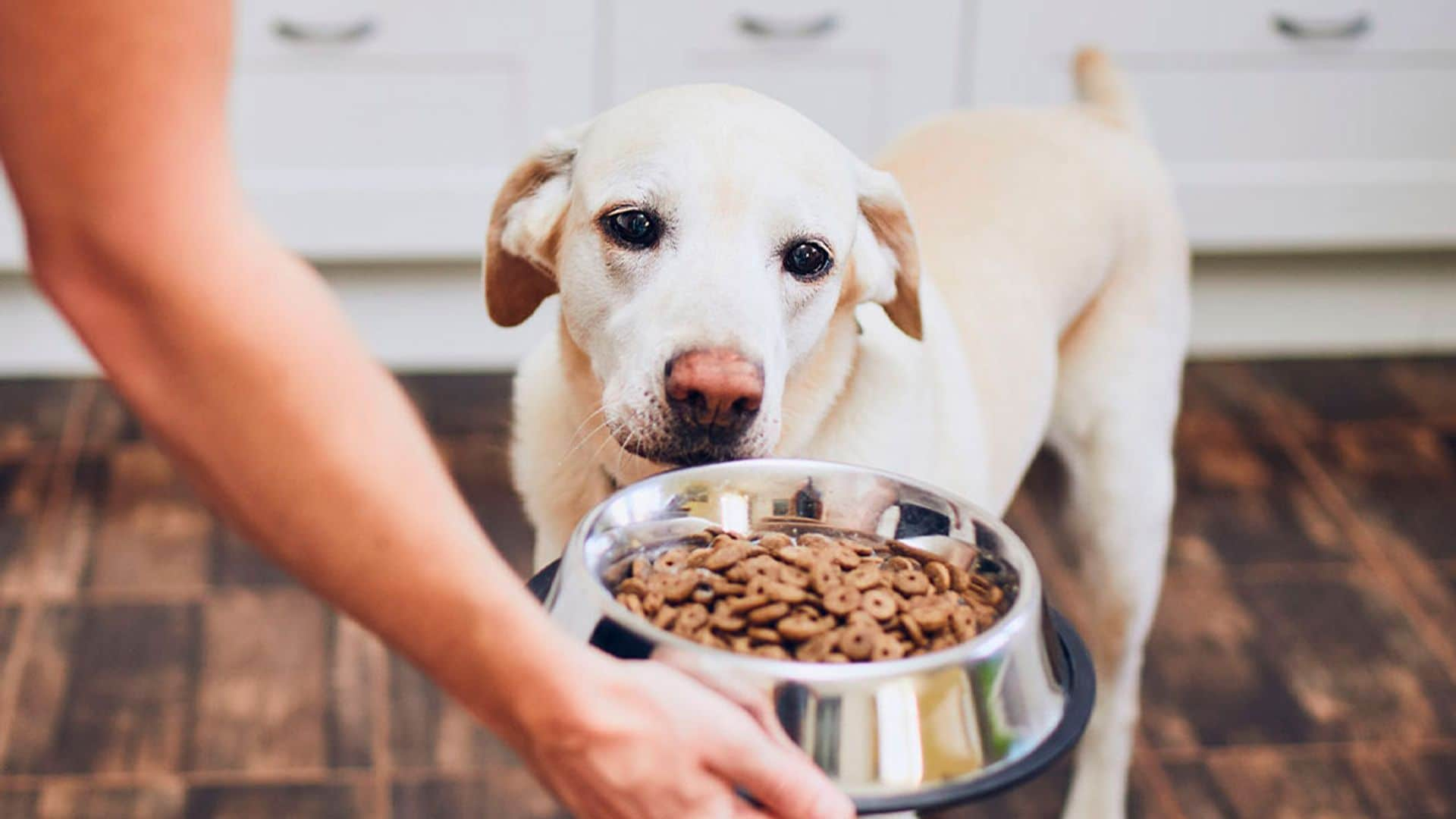 Mejora la salud de tu perro con estos piensos hipoalergénicos