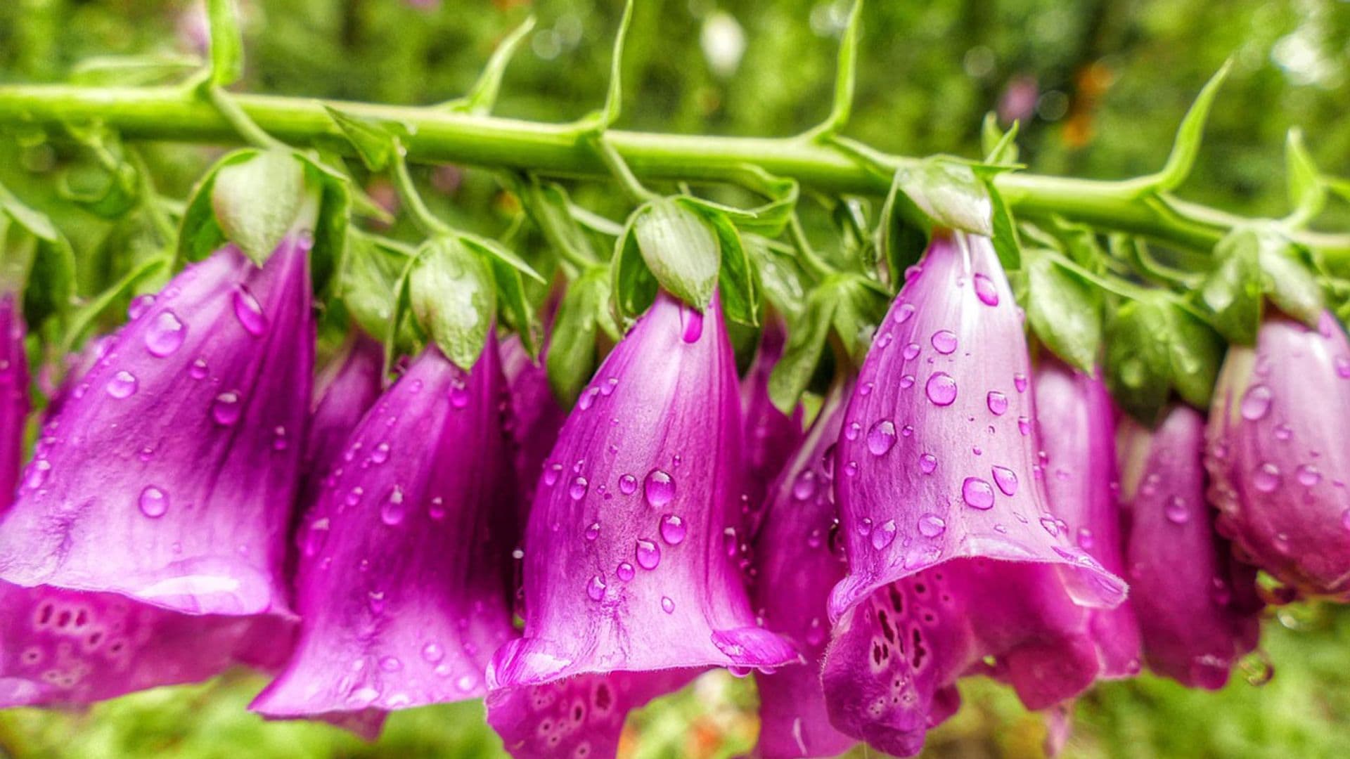 dedalera morada