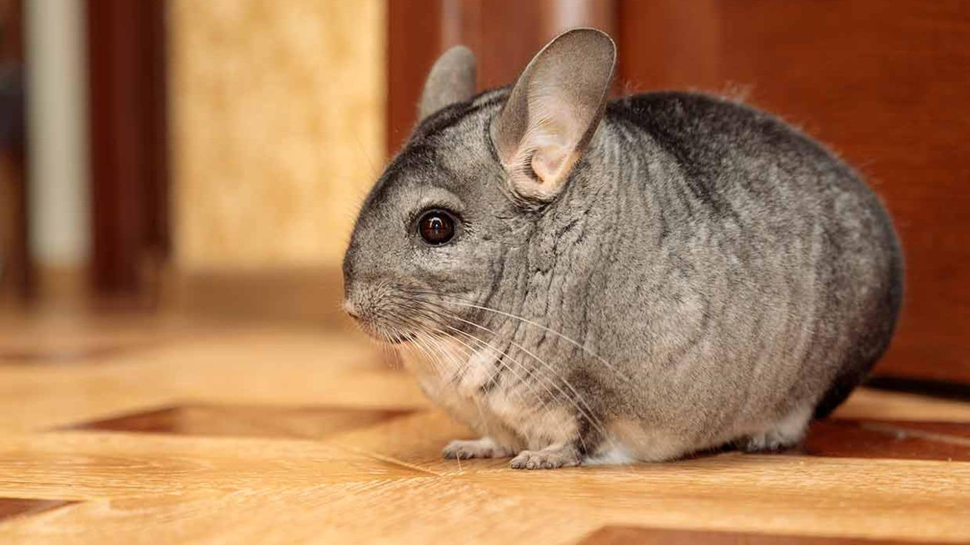 consejos tener chinchilla como mascota