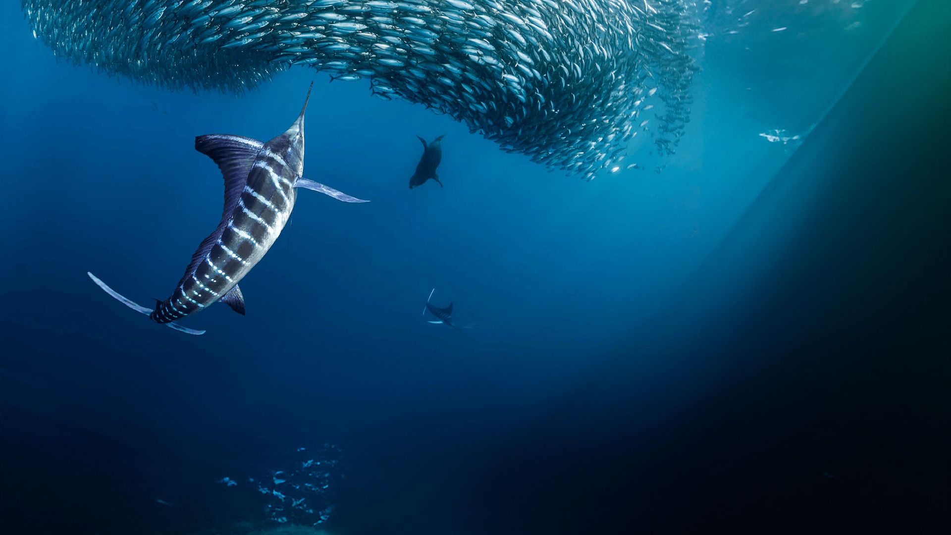 Una imagen nunca vista: una guardería de pulpos... curiosidades insólitas del fondo del mar