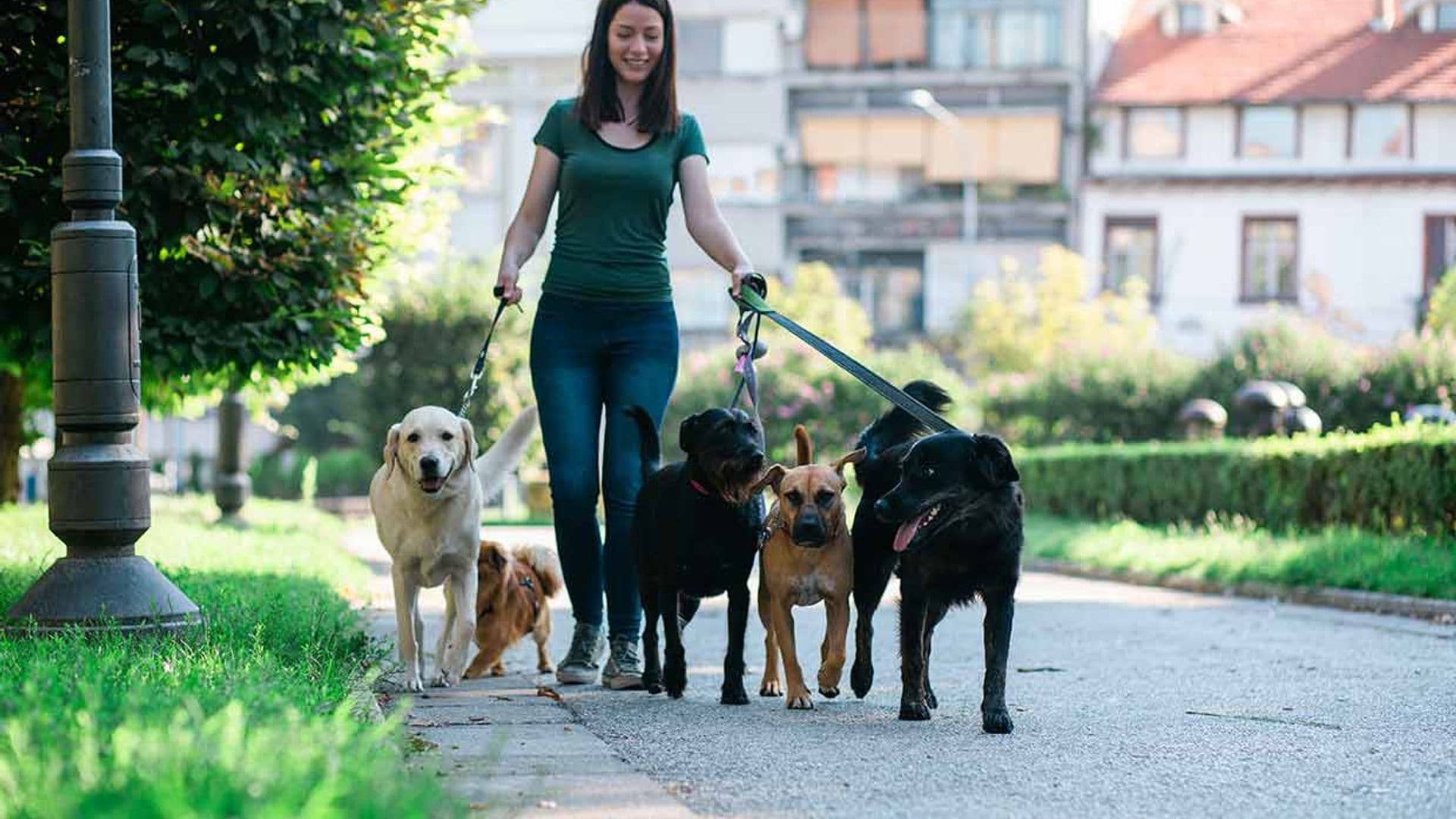 como saber que un paseador de perros es el correcto