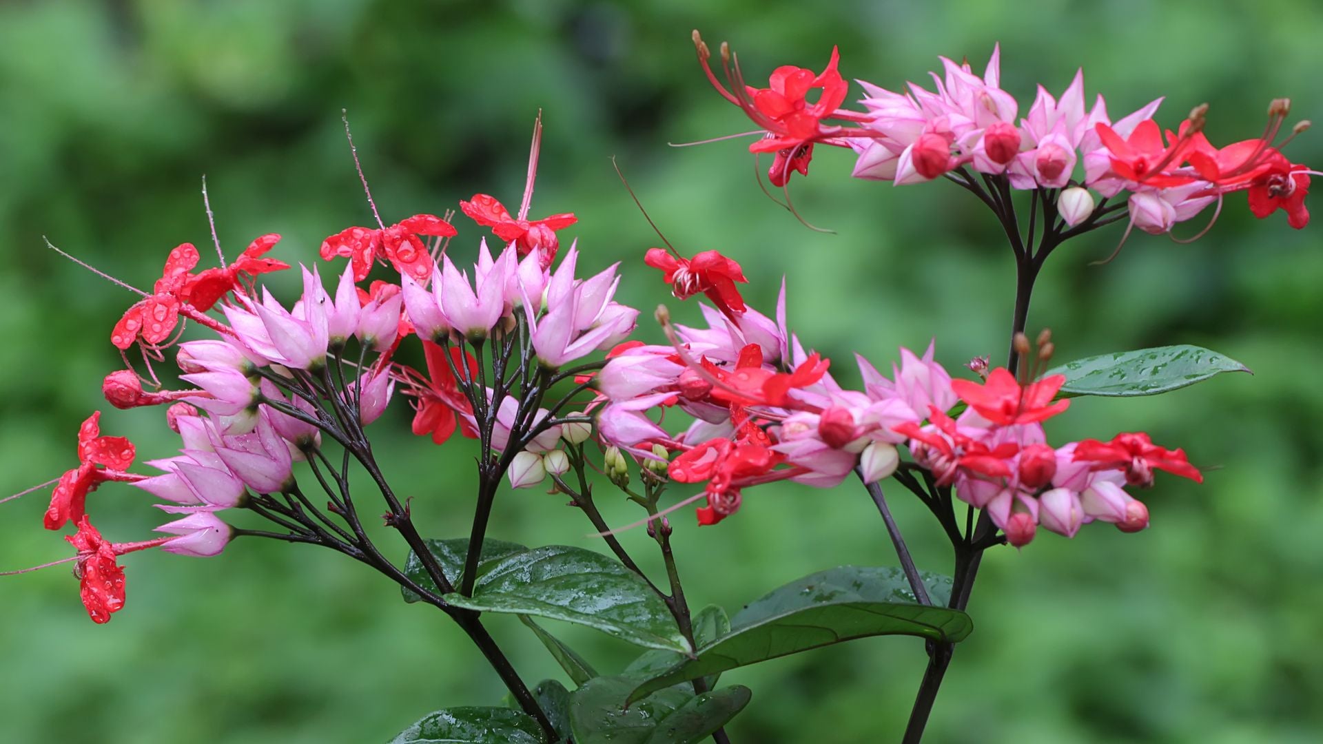 Estos son los cuidados que debes darle a tu 'Clerodendrum' para que crezca espectacular