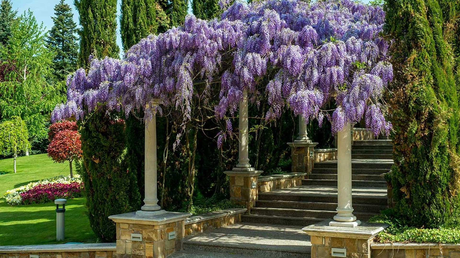 Cuidados de la glicinia o wisteria, una planta con una floración espectacular