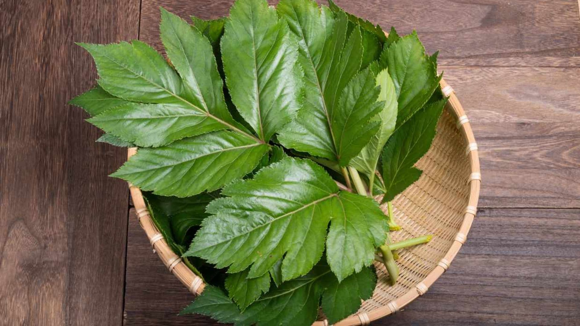 Ashitaba, la planta japonesa que mejora tu salud y alarga la vida