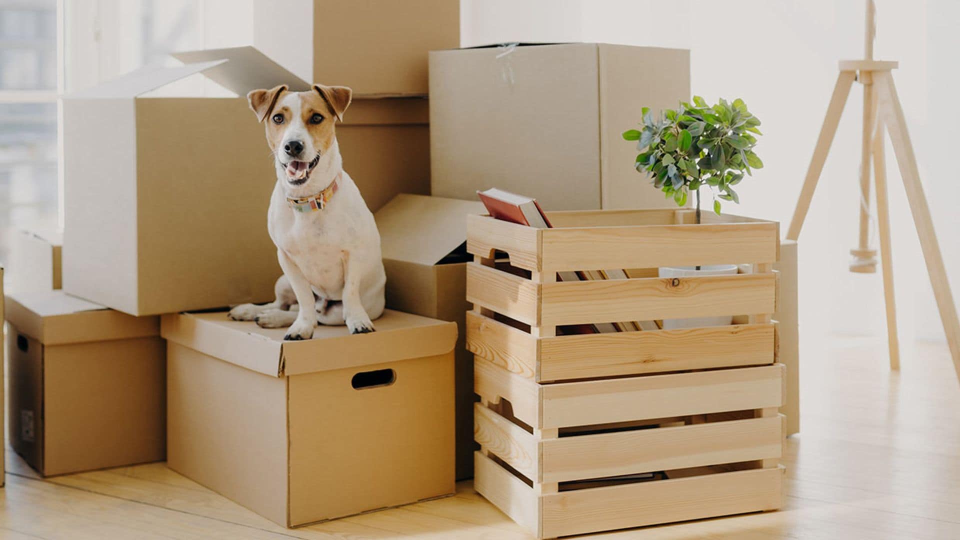 ¿Es legal prohibir mudarse a una casa con tu mascota?