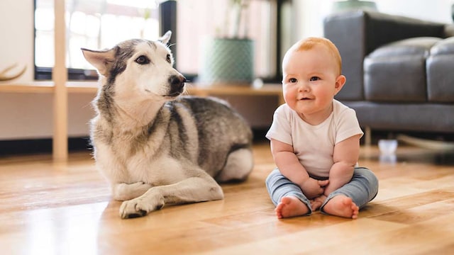 mascotas sin ninos