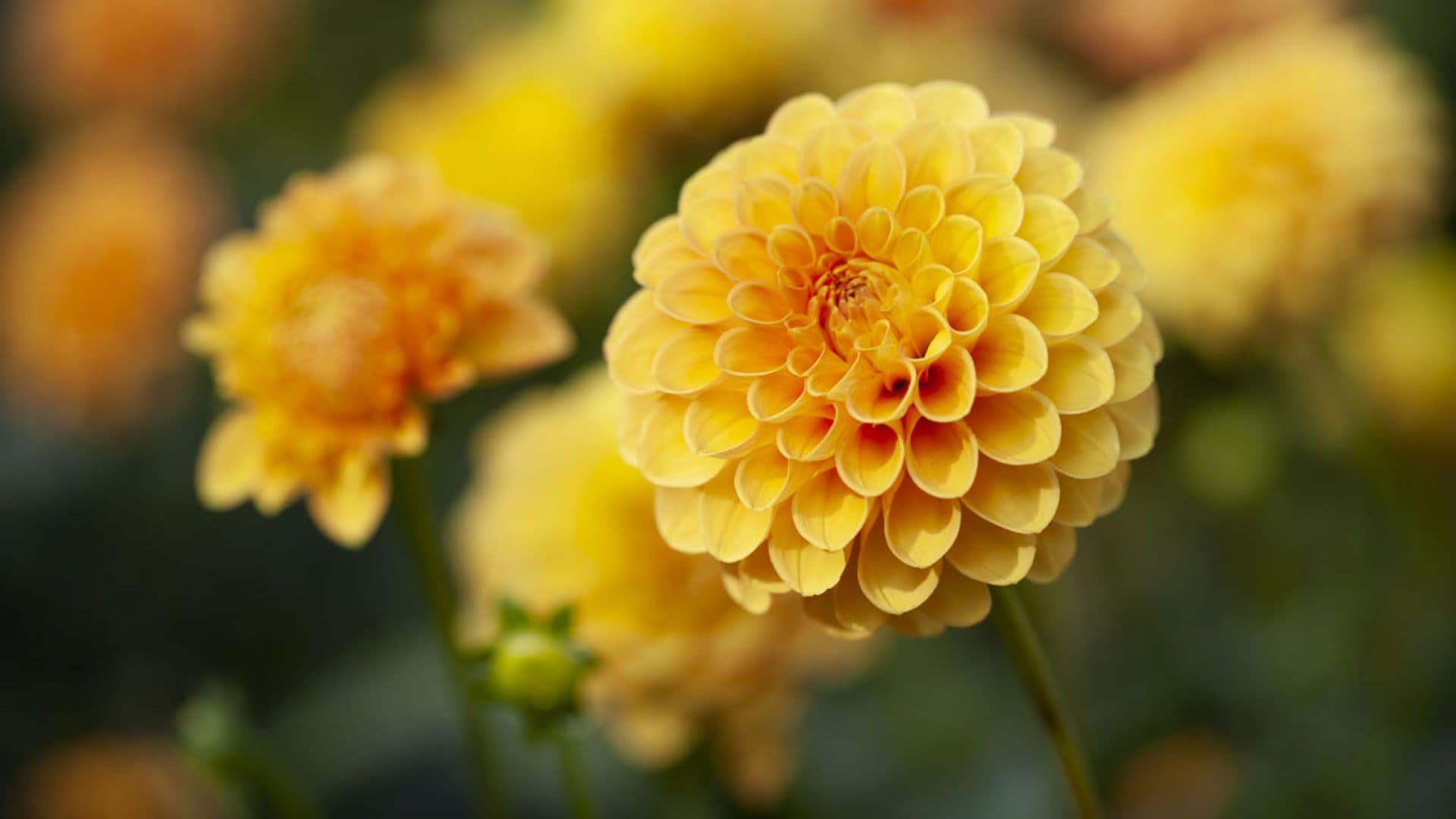 Estos son los cuidados que debes darle a tus dalias en el jardín o en maceta