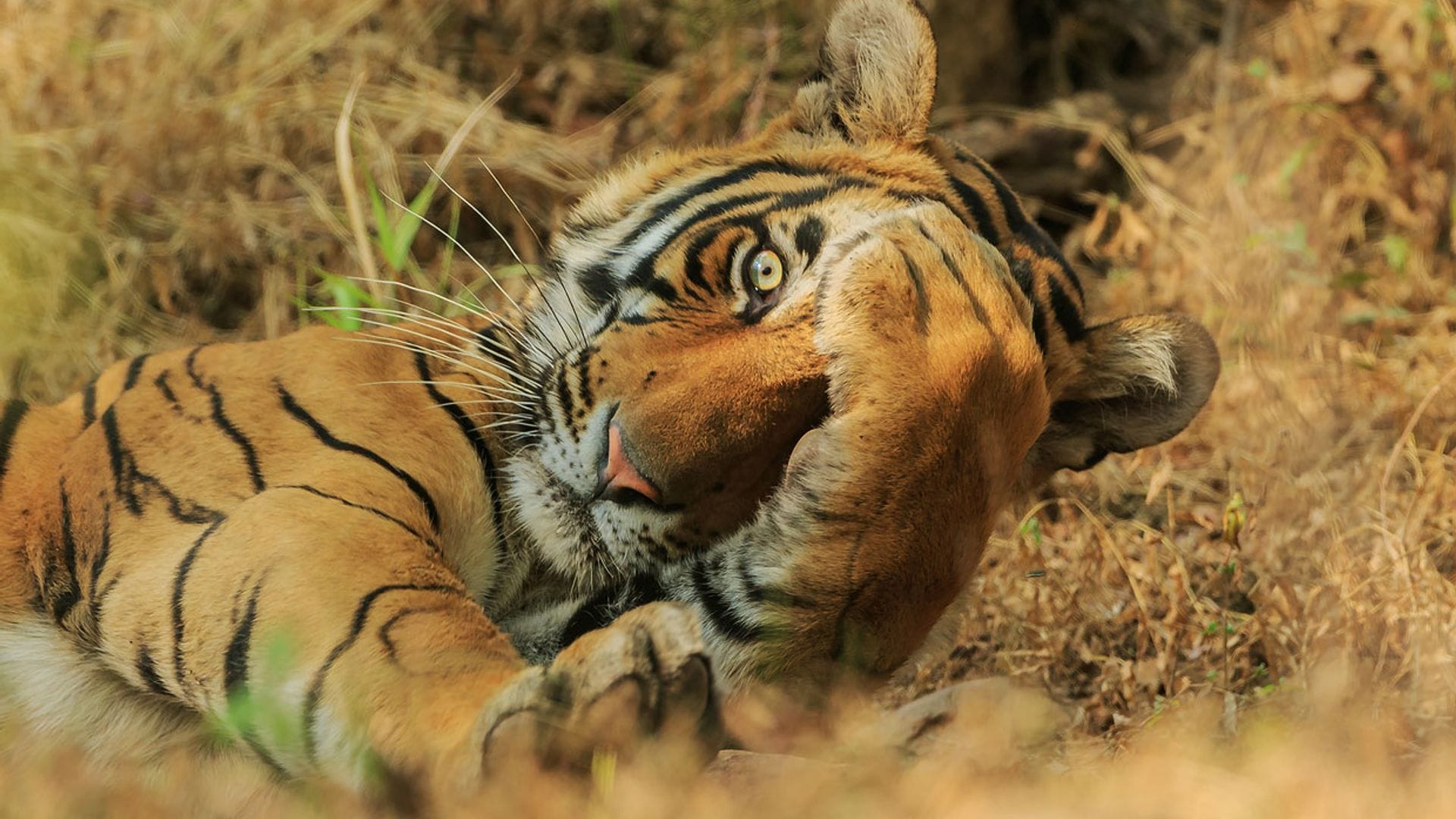 ¡Desternillantes! Estas fotografías de animales te sacarán más de una sonrisa