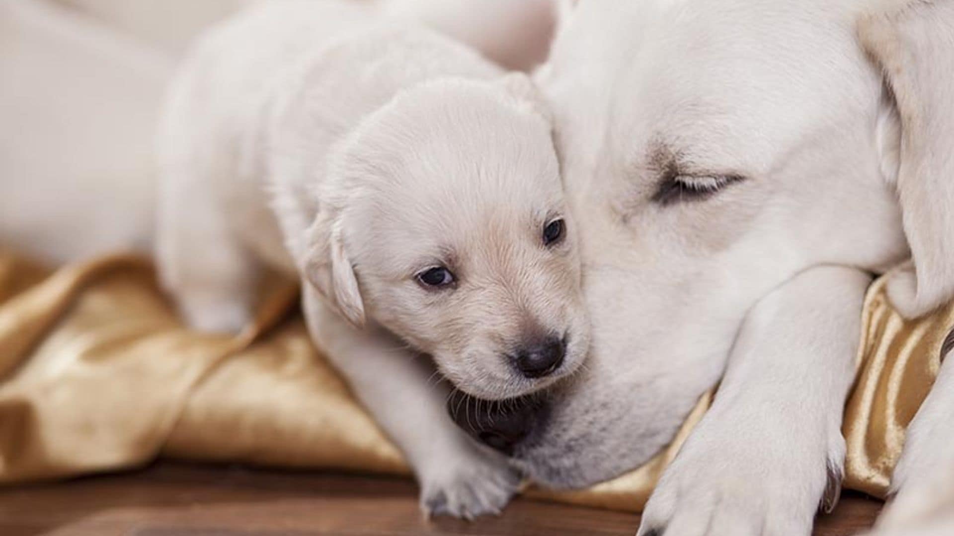 ¿Es necesario que mi perra tenga una camada antes de esterilizarla?