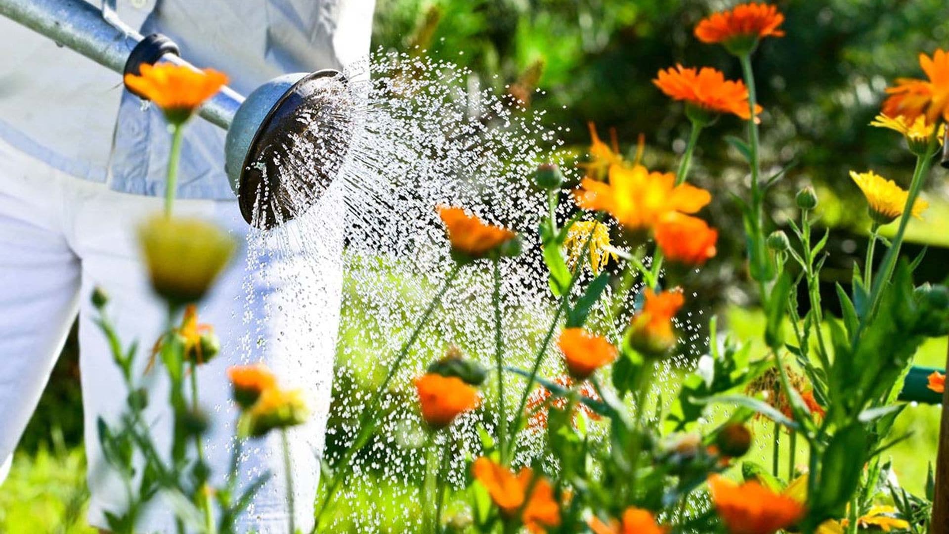 Cómo solucionar el exceso de riego en el jardín. ¡Salva tus plantas!