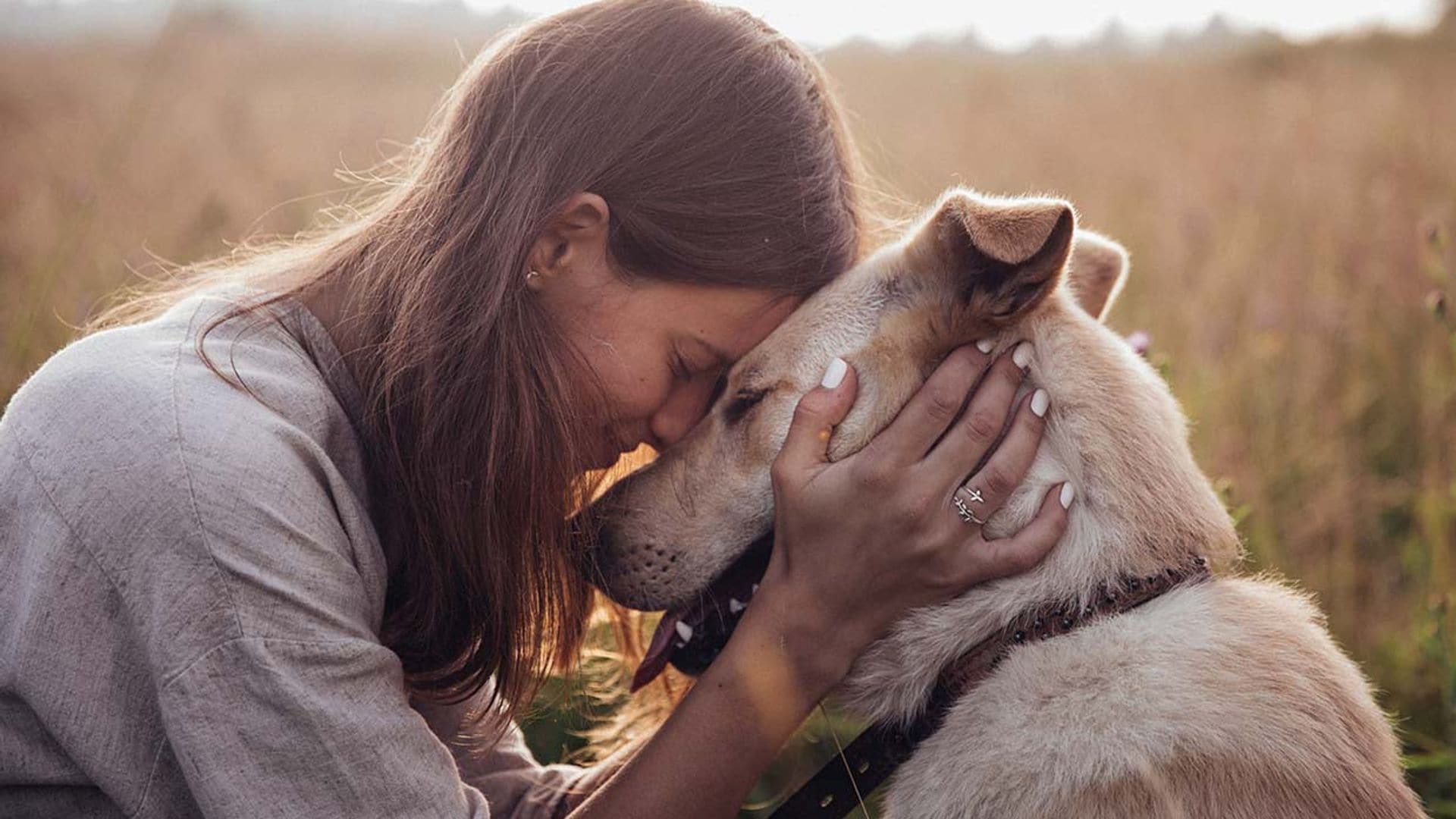 Descubre qué significan los sentimientos de tu perro