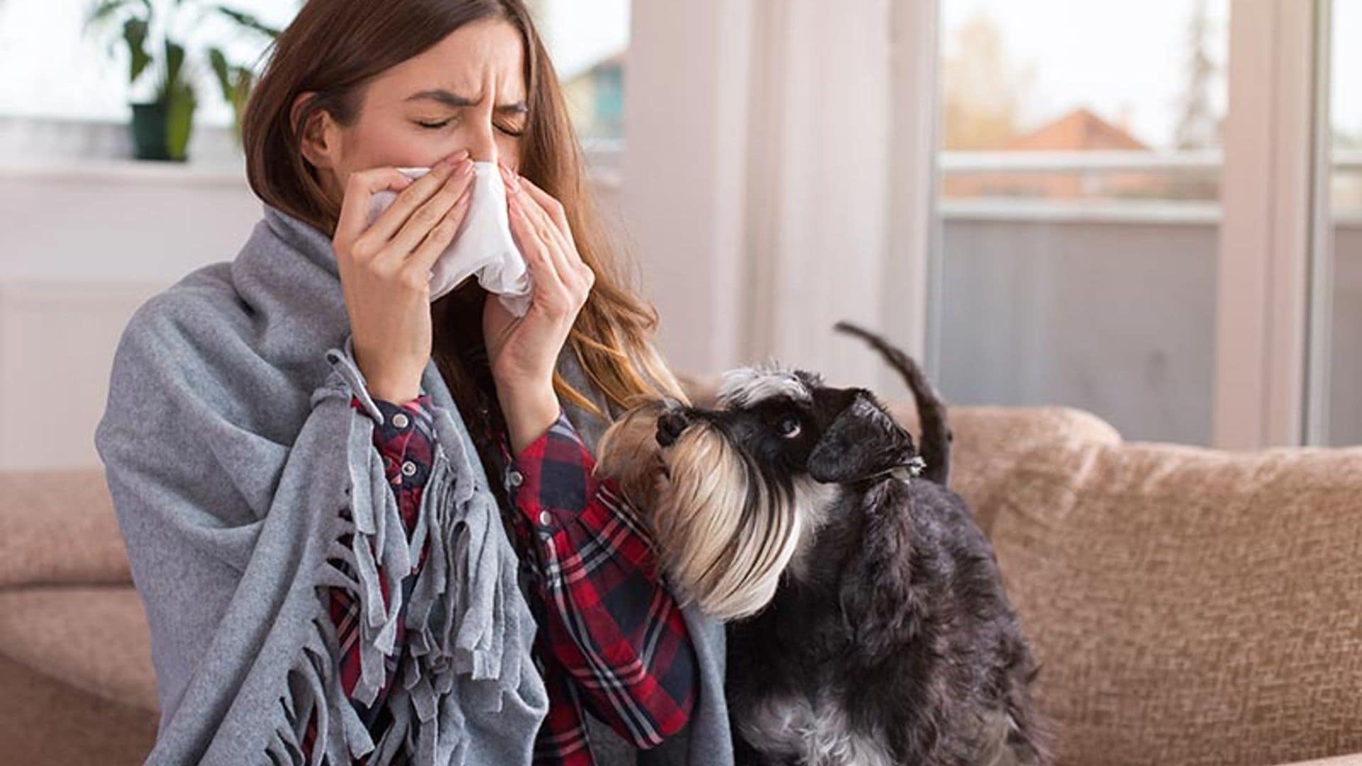 ¿Tienes alergia a los perros? Hay razas que sí puedes tener en casa