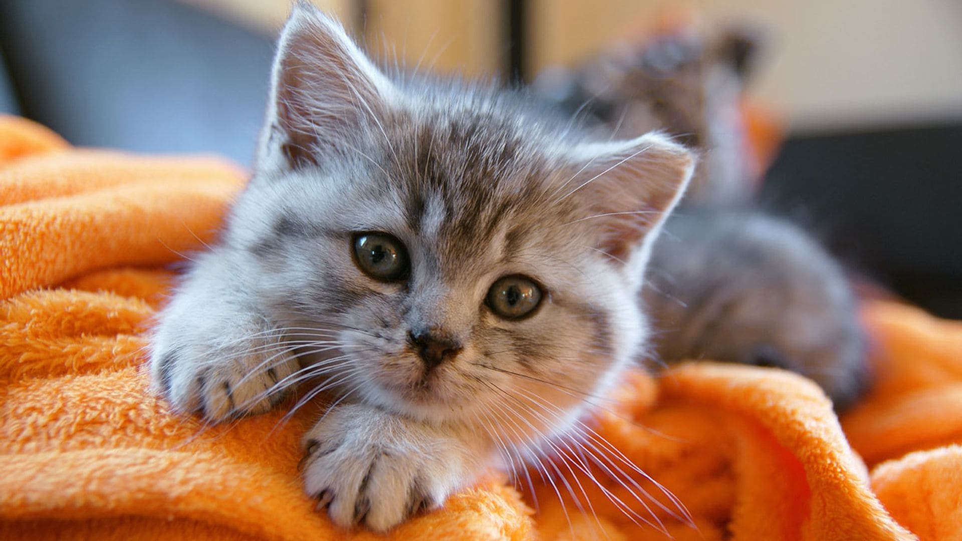 Tu gato será más feliz si estimulas sus sentidos