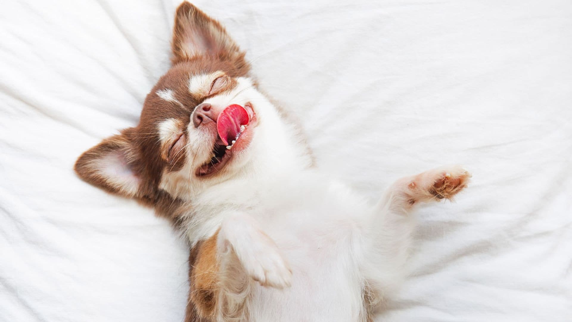 ¿Cuáles son las características y las necesidades de las razas de perros pequeños?