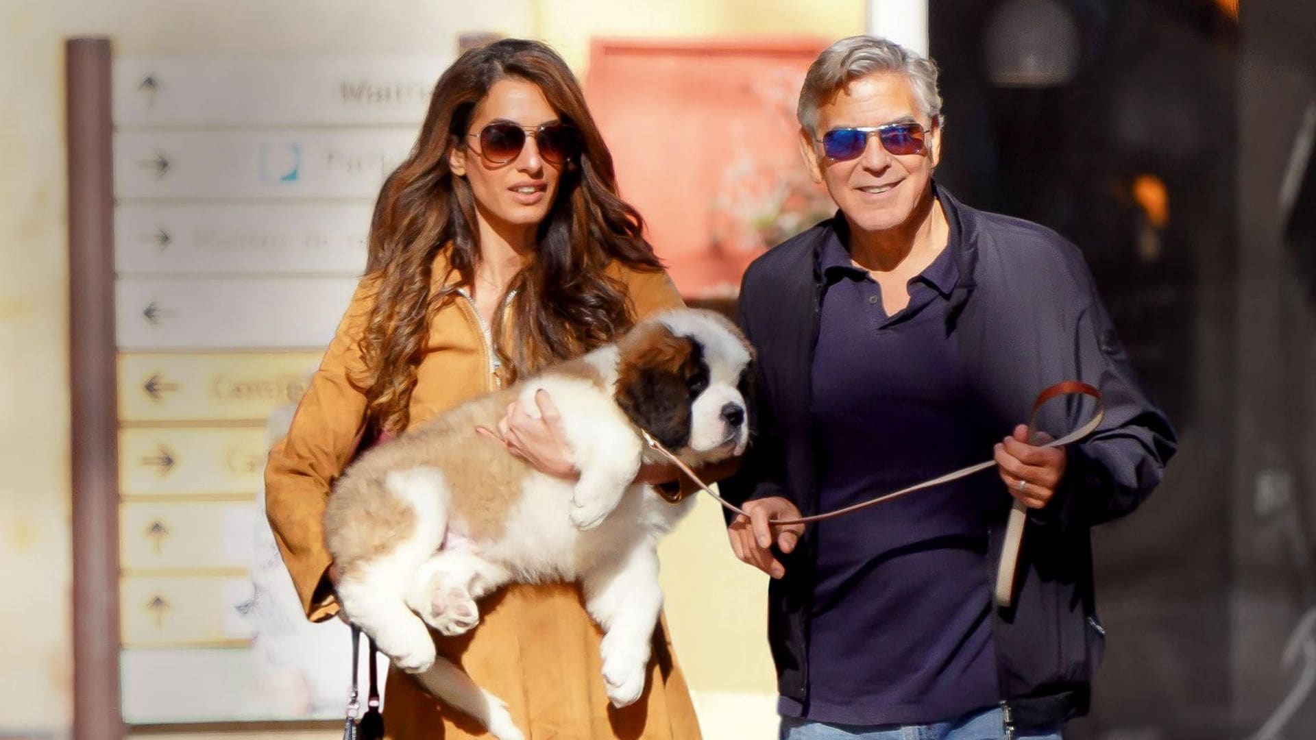 El regalo más especial de George Clooney a Amal: un adorable San Bernardo