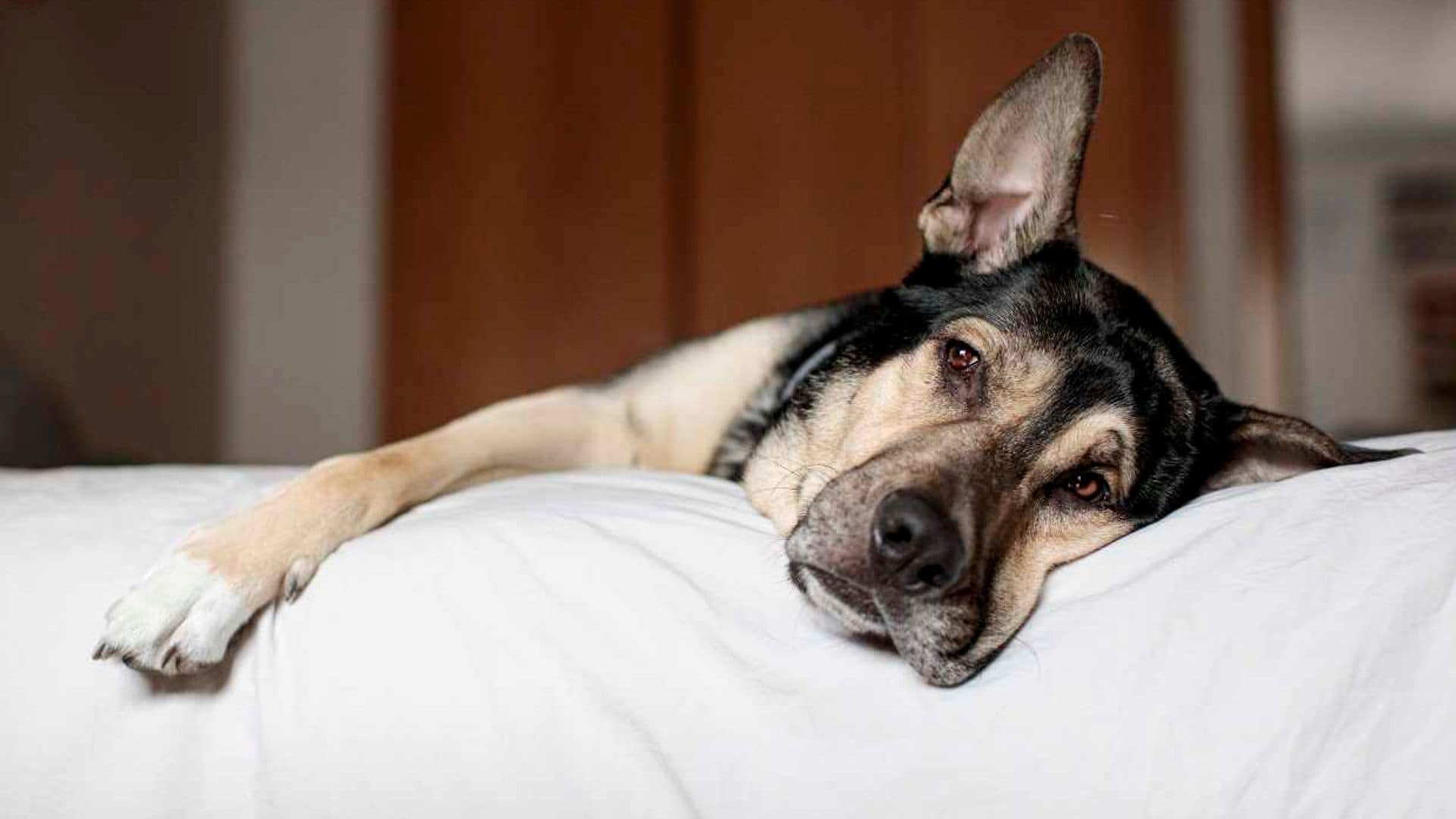 Si tu perro tiene estos síntomas, podría tener la llamada tos de las perreras