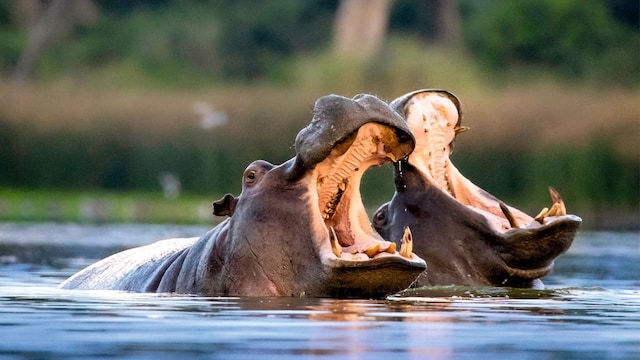 botswana hola viajes