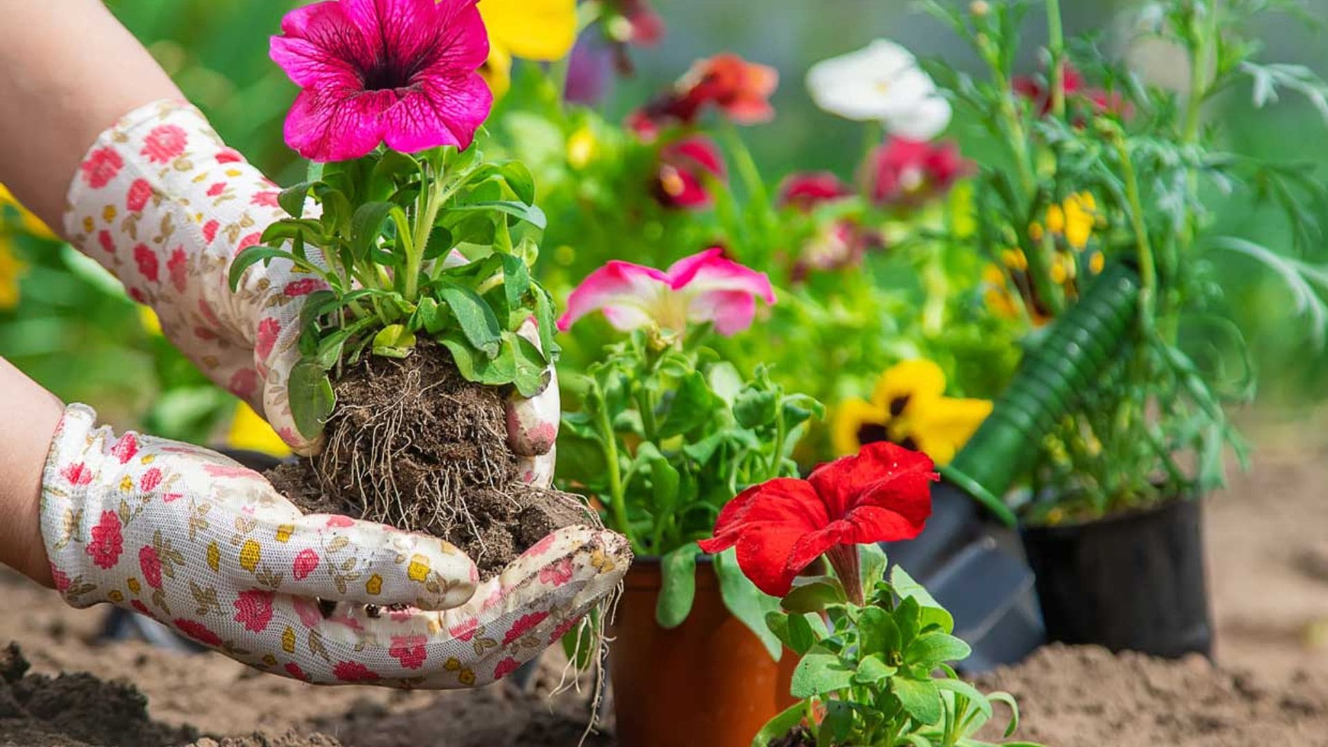 Plantas más sanas y bonitas, si sabes combatir la falta de hierro