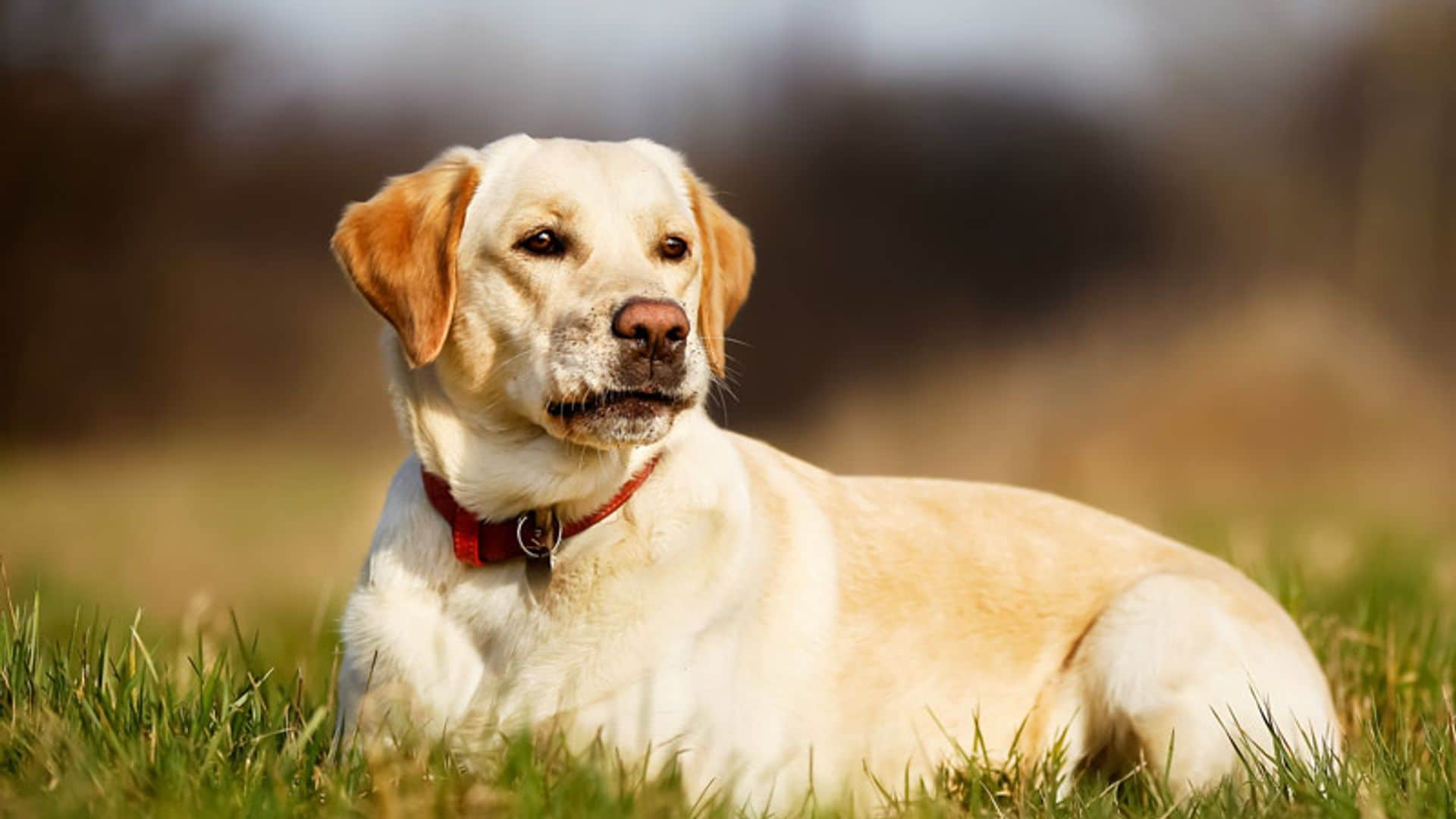 '¿Por qué mi perro se come las heces?'