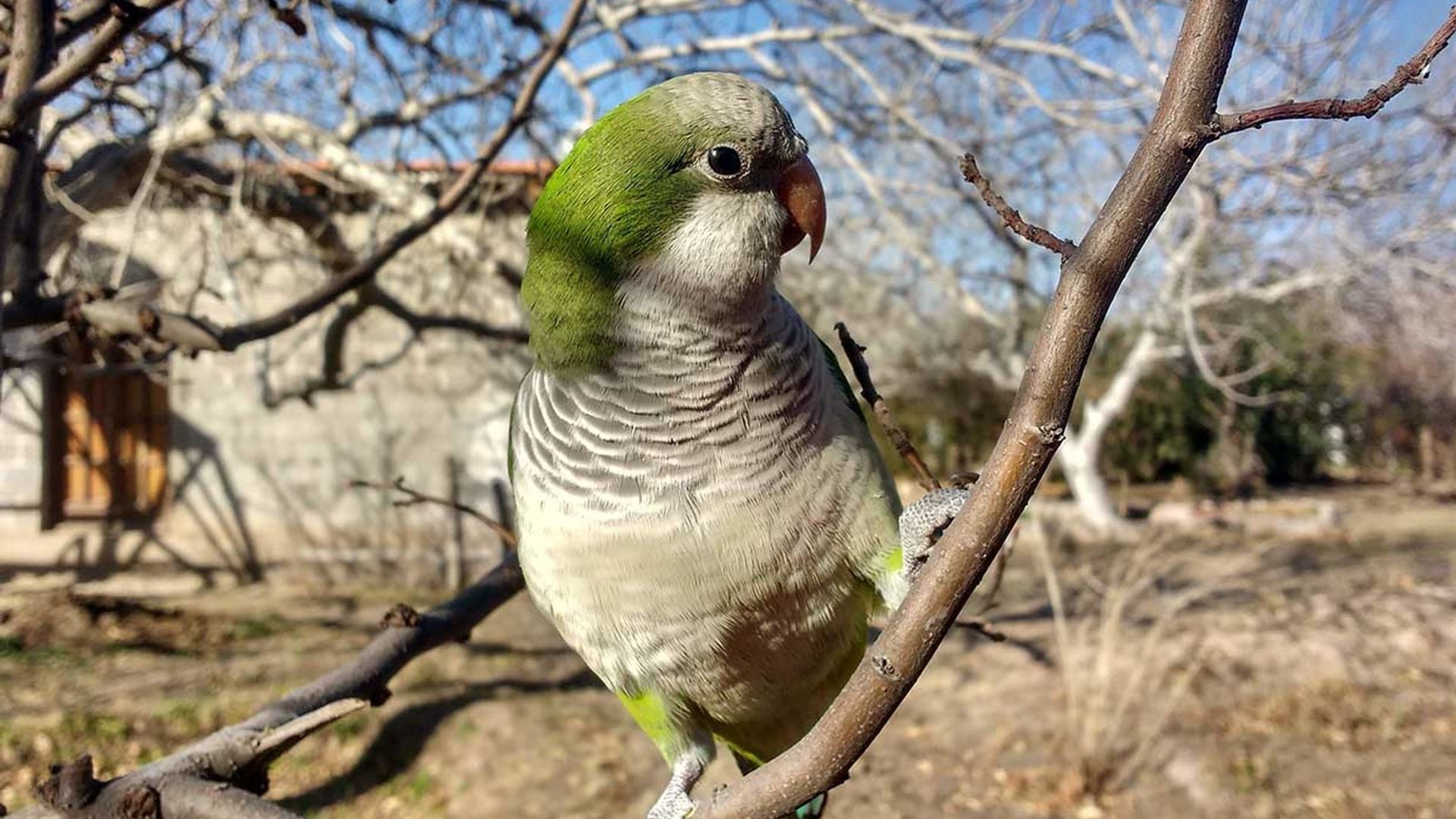 La cotorra argentina, una especie invasora que se adueña de las ciudades y parque españoles