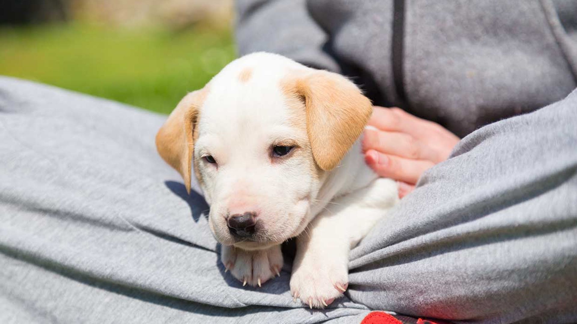 Sentencia pionera por maltrato en una tienda de animales