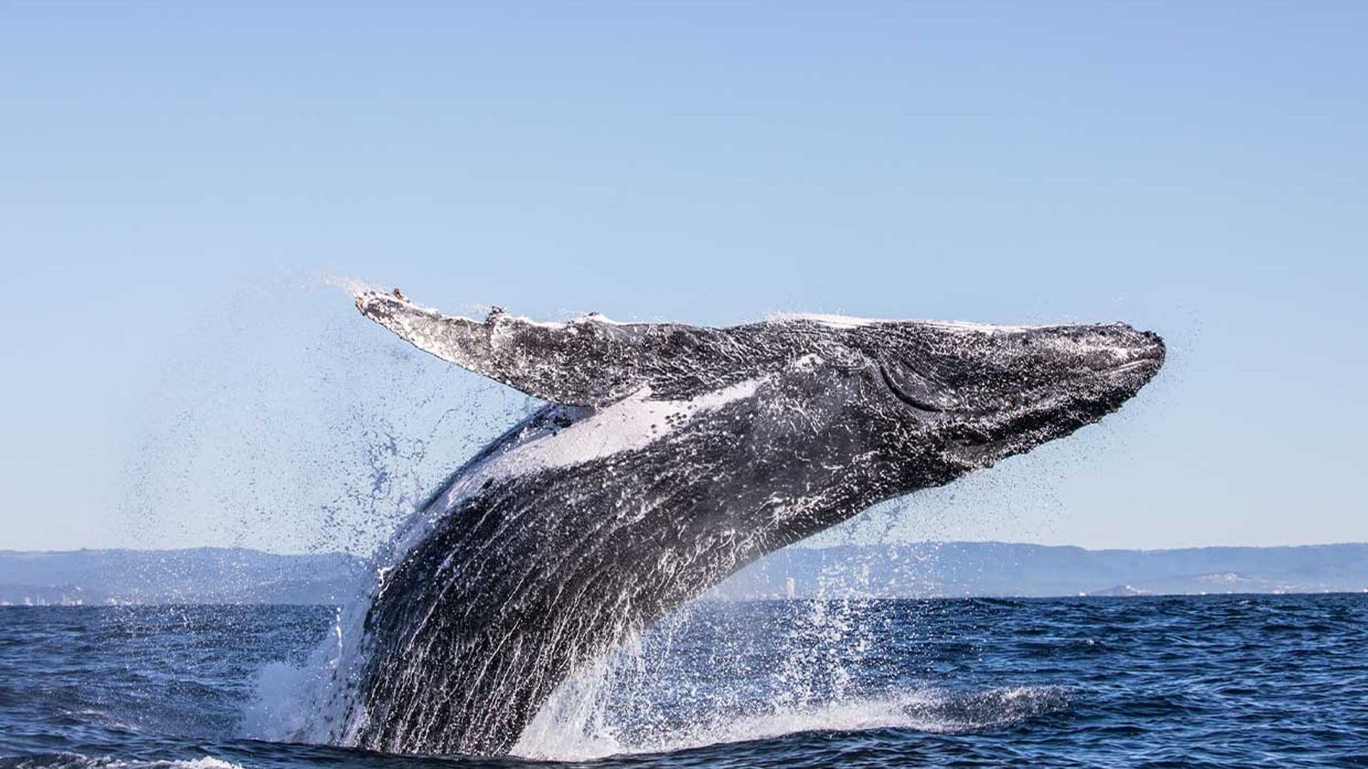 Los mejores lugares del mundo para avistar ballenas