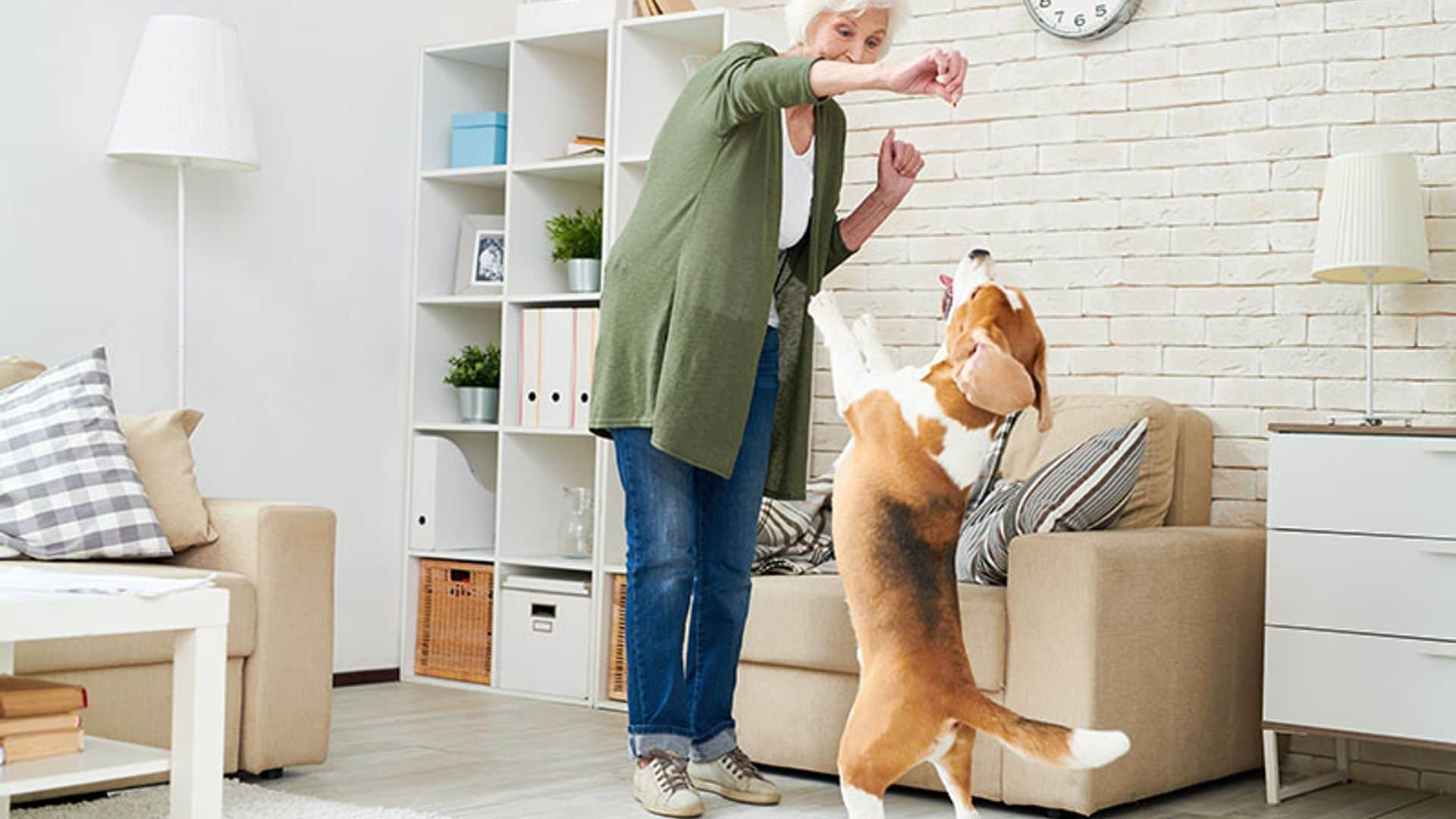 Las mejores razas de perro para la gente mayor