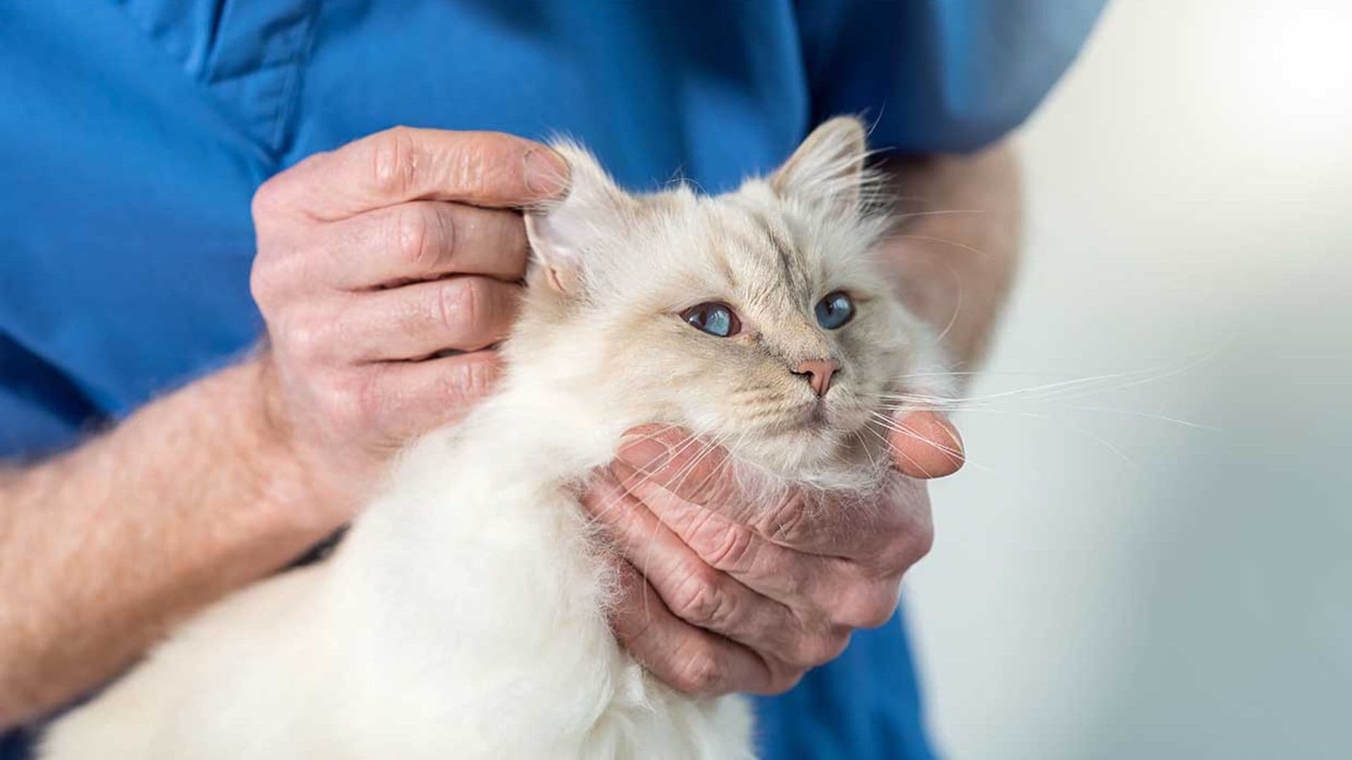 Cómo detectar la otitis en los gatos