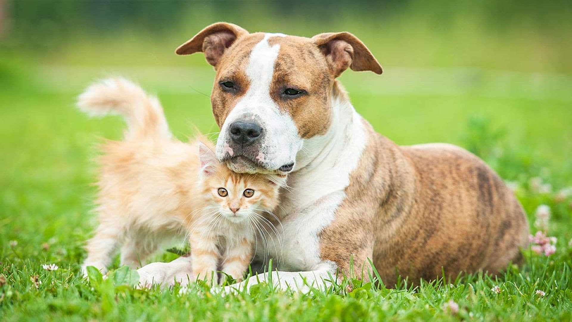 perros gatos inteligencia neuronas