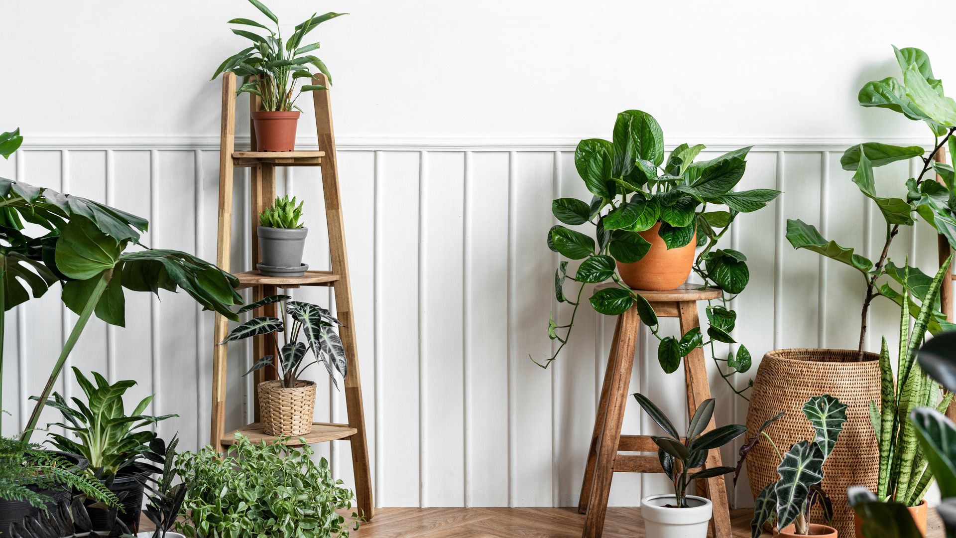 10 plantas de interior perfectas para cultivar en invierno: bellas, decorativas y resistentes al frío