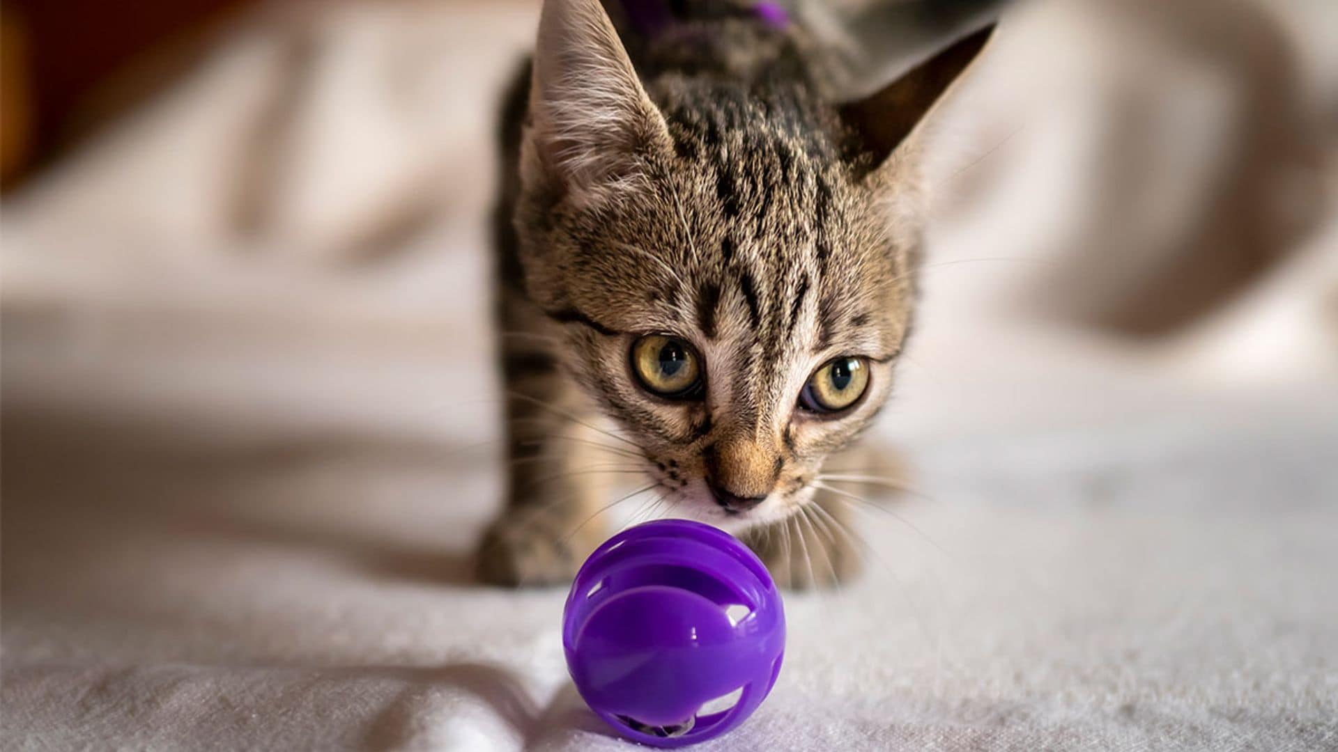 Las mejores pelotas interactivas para gatos: diversión y estímulo garantizados