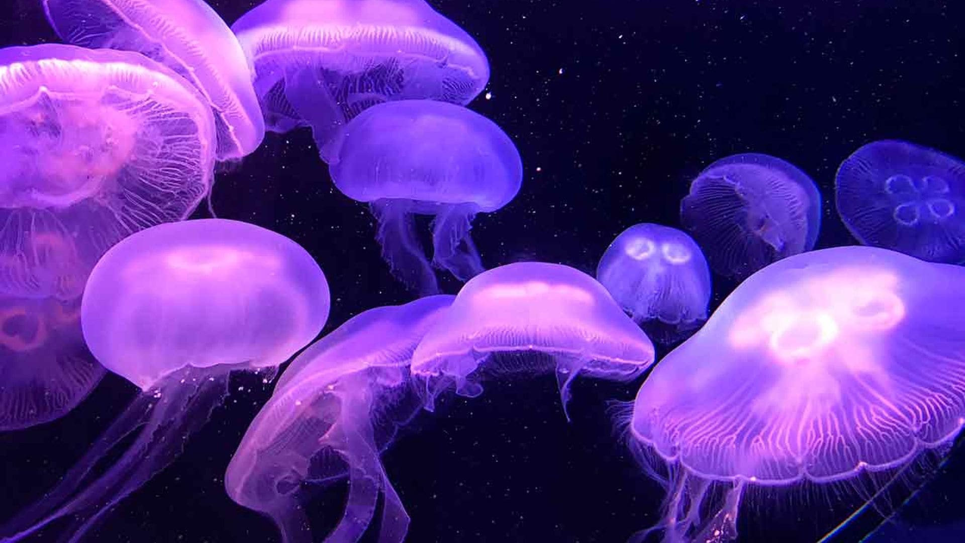 ¿Podrías tener una medusa como mascota?