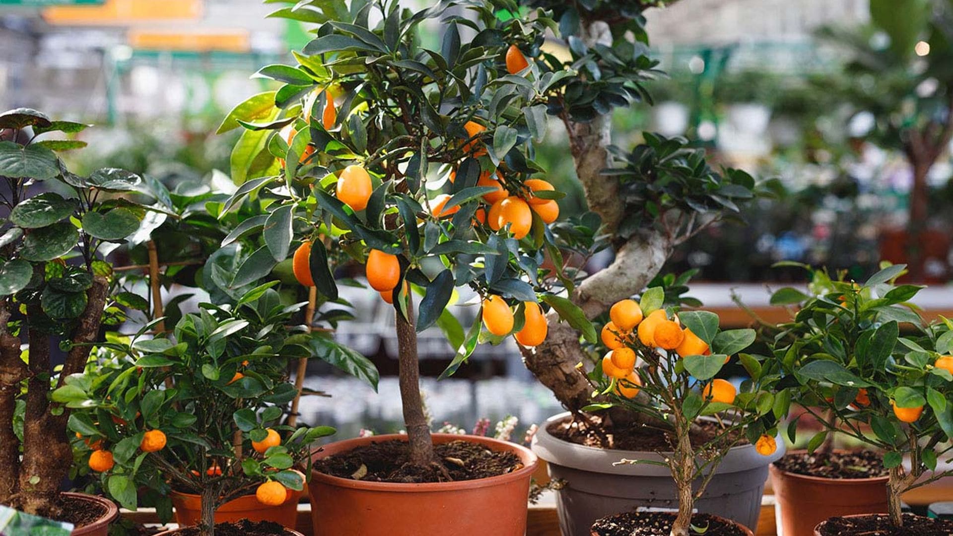 Cultivar árboles frutales enanos, una idea genial para la terraza o el jardín