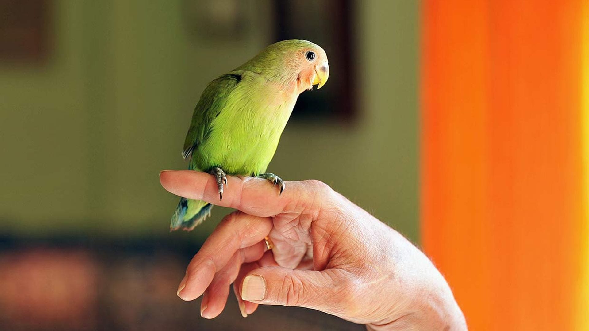 Cómo afrontar el vuelo ‘libre’ por la casa de tu periquito