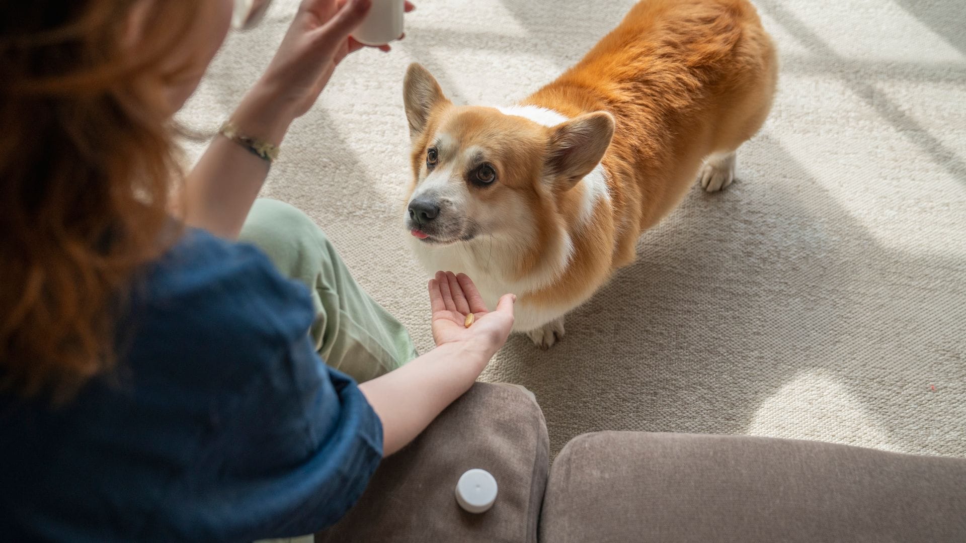 ¿Conoces los beneficios de los probióticos en perros? Esto es lo que dicen los expertos