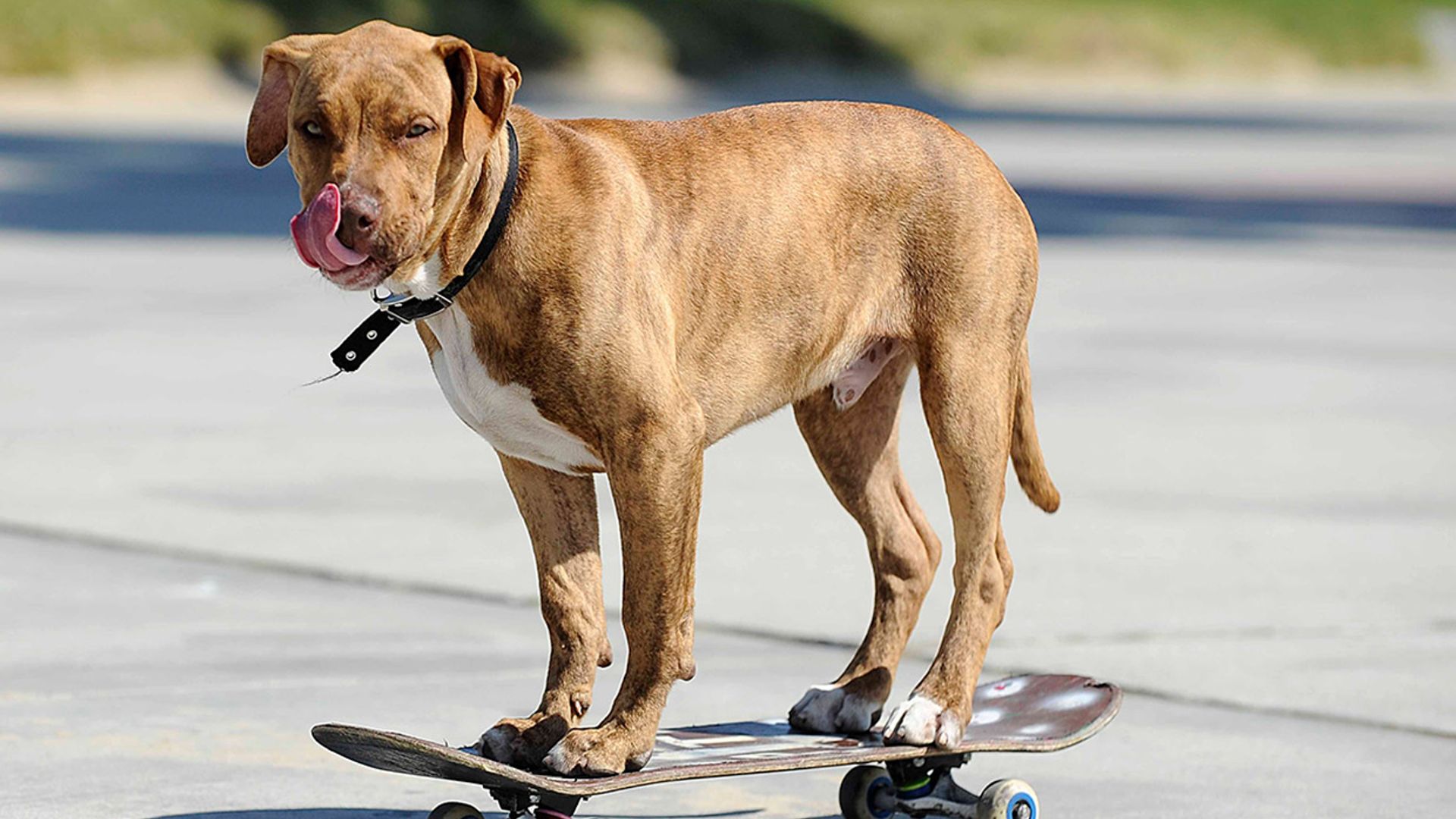 El perro 'skater' de Palma de Mallorca que arrasa en la Red