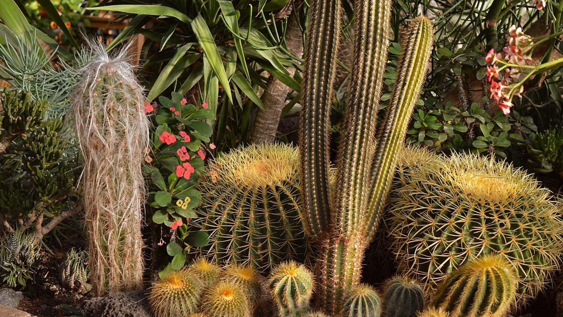 Estas son las estéticas pueden ofrecer los cactus, ¿cuál te gusta más?