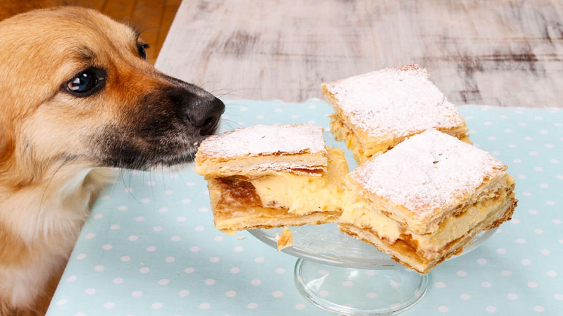 Educa a tu perro para que no pida comida en la mesa