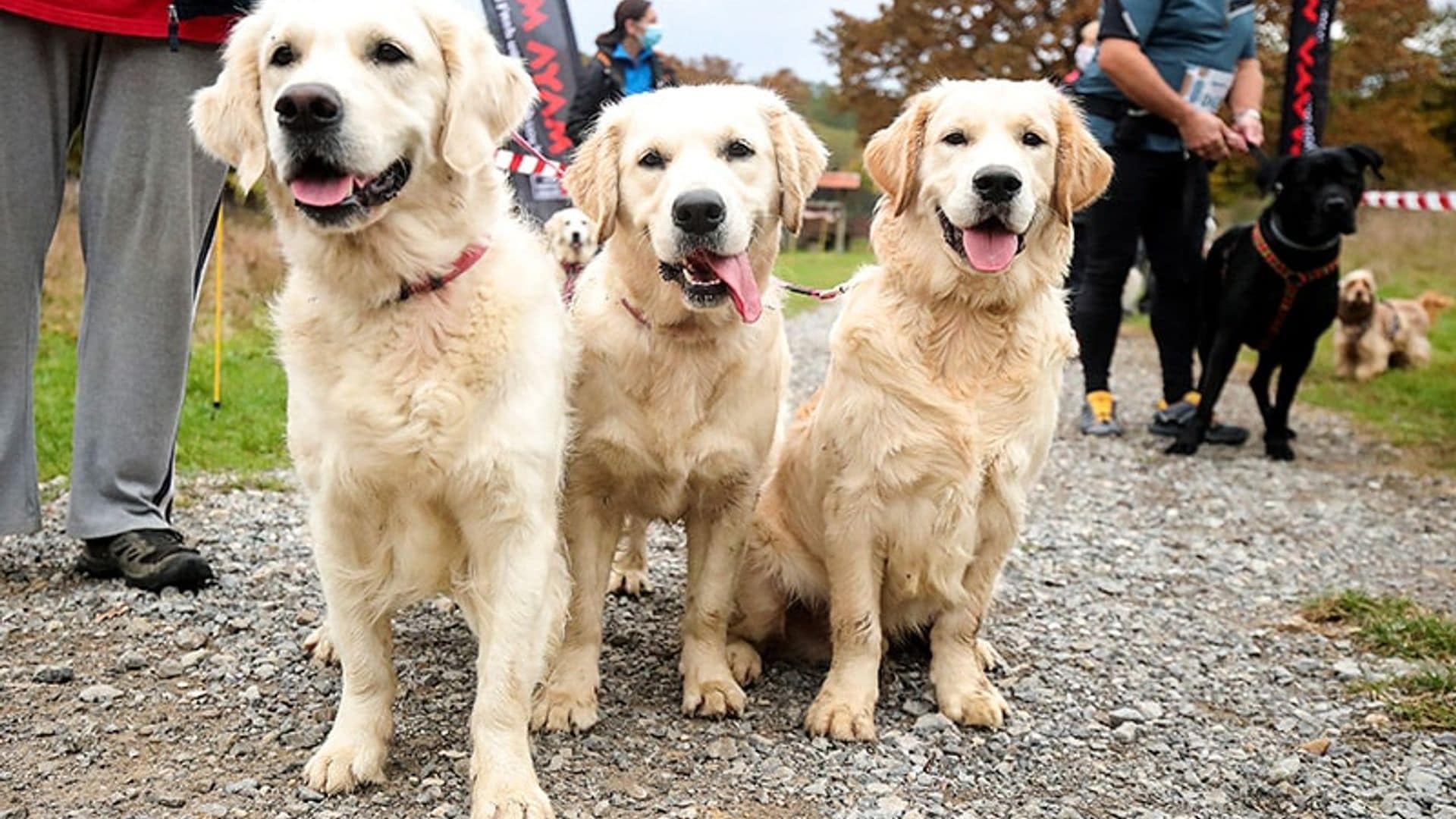 ¿Las mascotas necesitan guardar distanciamiento social?