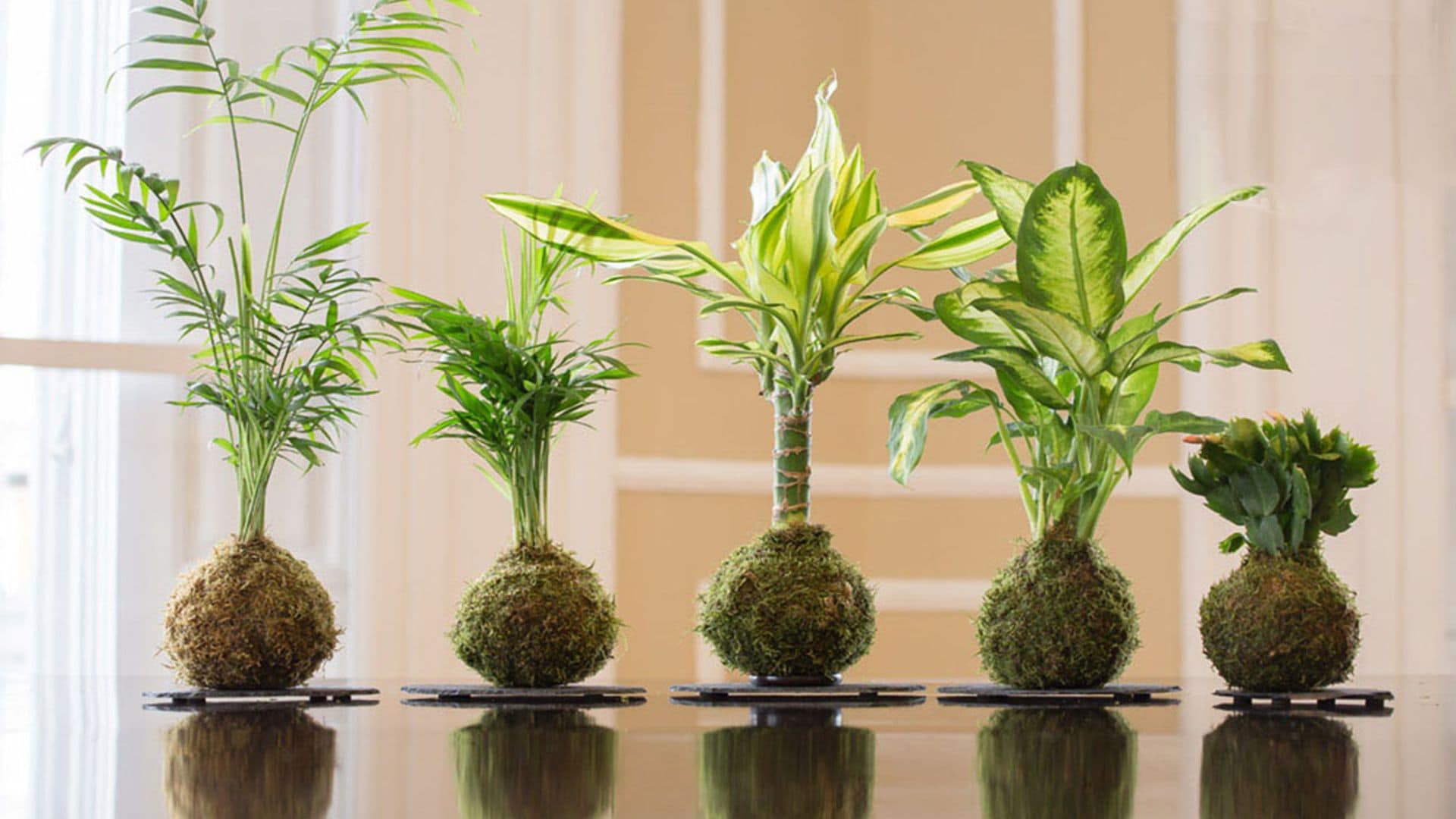 Kokedamas: cómo decorar tu casa con plantas sin maceta