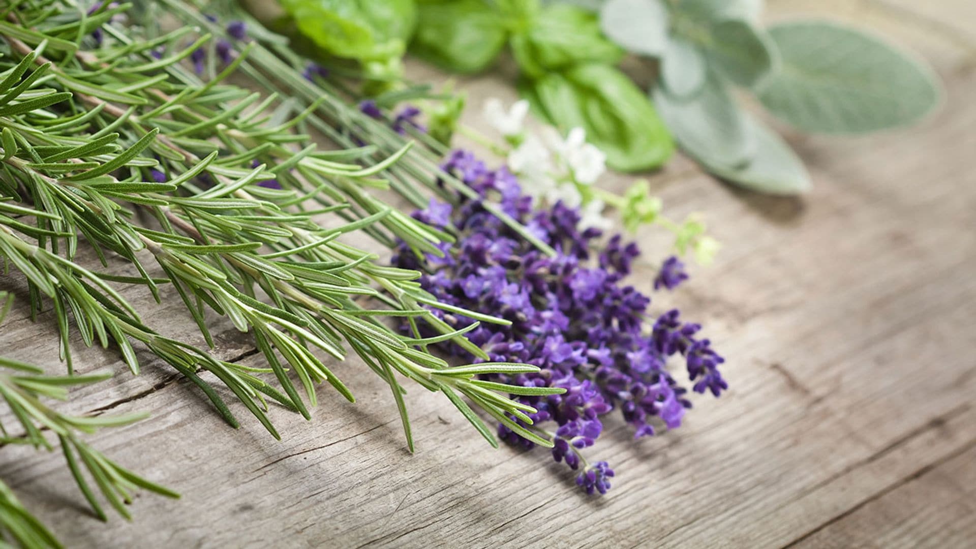 Salvia, una planta que no debe faltar en tu botiquín casero