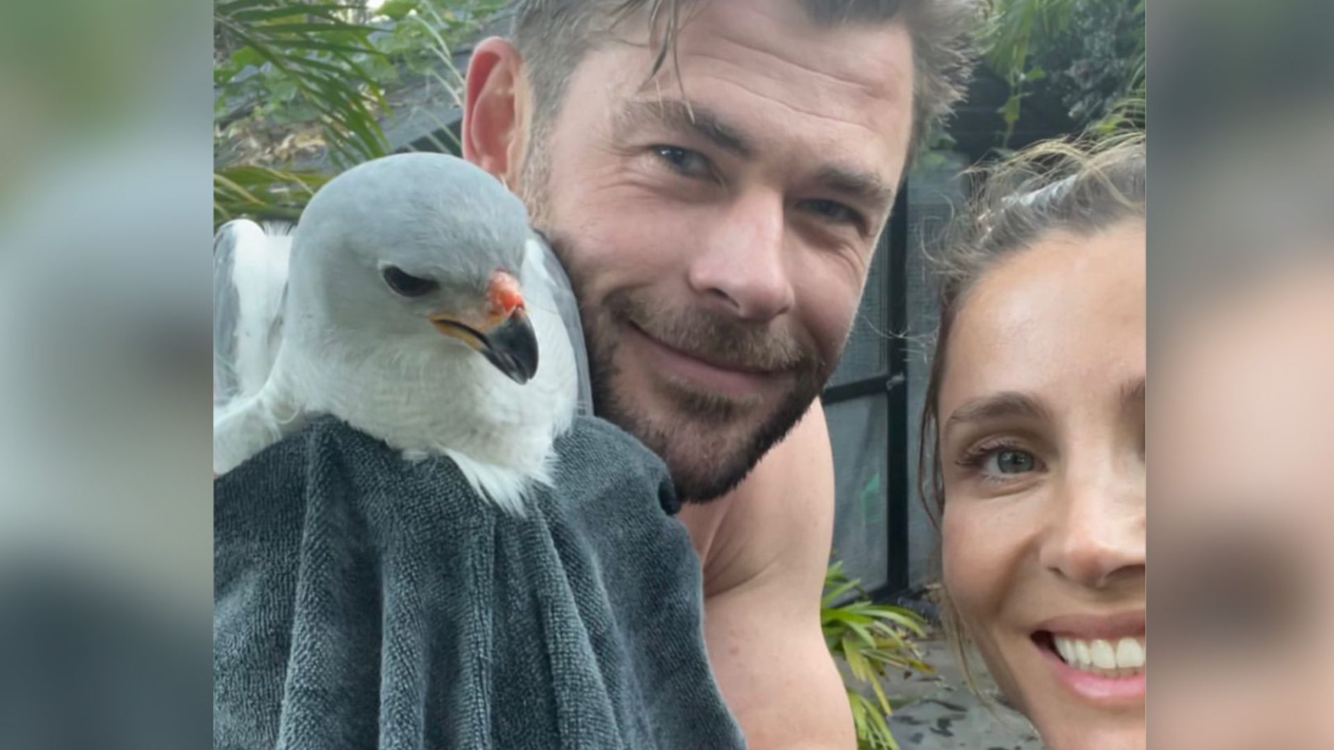 ¡Elsa Pataky y Chris Hemsworth al rescate! Así han liberado a un ave atrapada en su gallinero