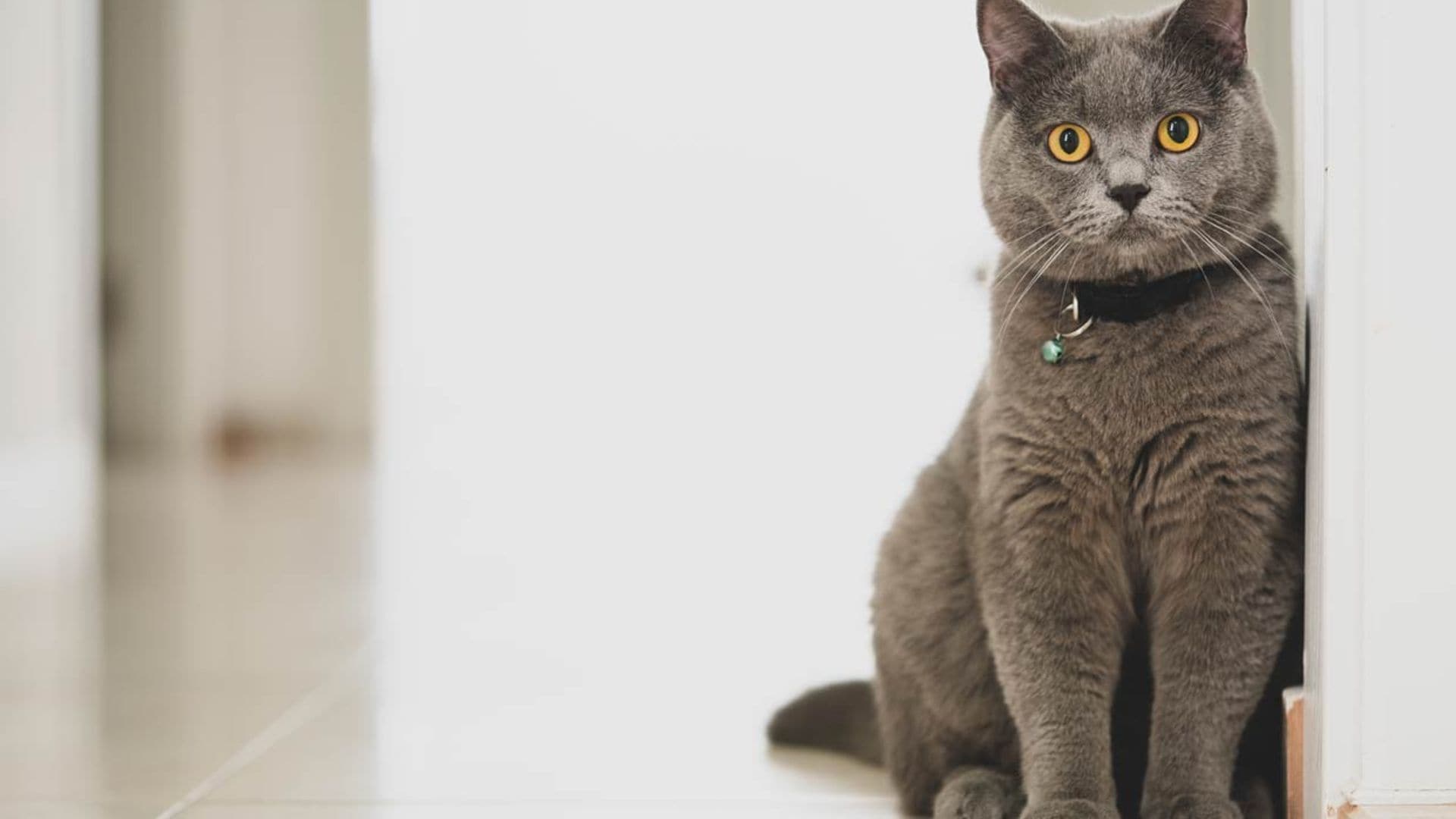 Gato british shorthair, una raza ideal para familias con niños o perros
