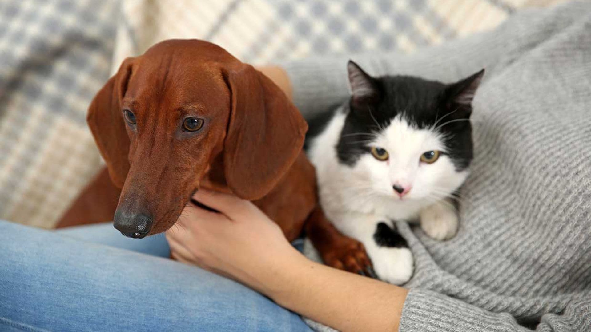 ¿Te gustan más los perros o los gatos? Tu elección puede delatar  tu personalidad