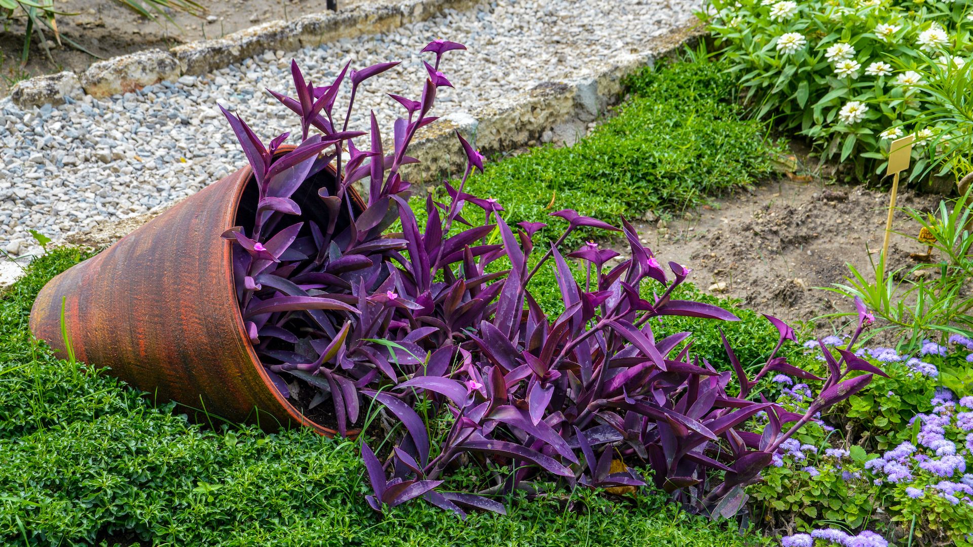 Todo lo que debes saber para cuidar la Tradescantia pálida en casa