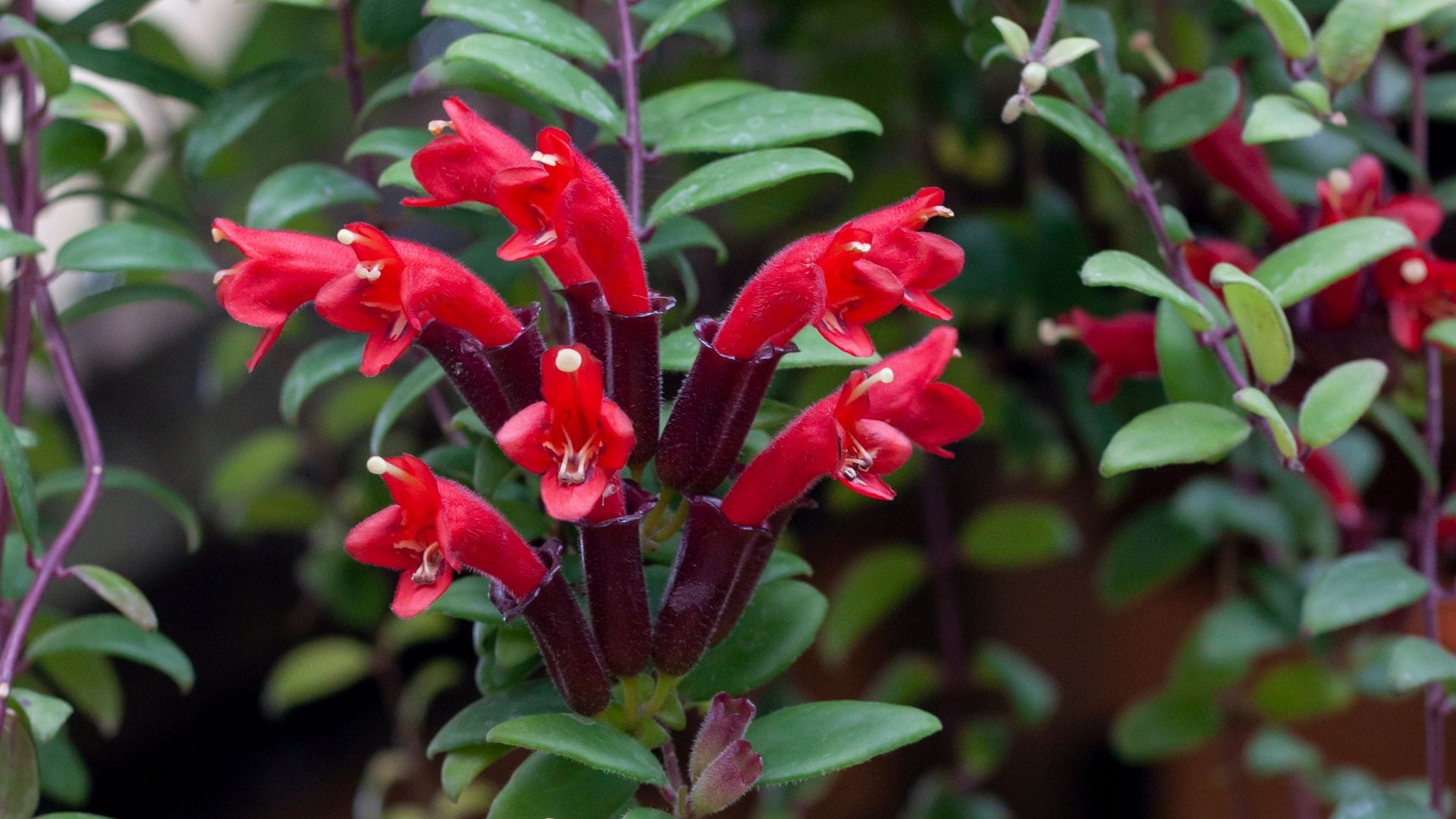 ​​​​Aeschynantus o planta pintalabios: una planta elegante que puede florecer todo el año