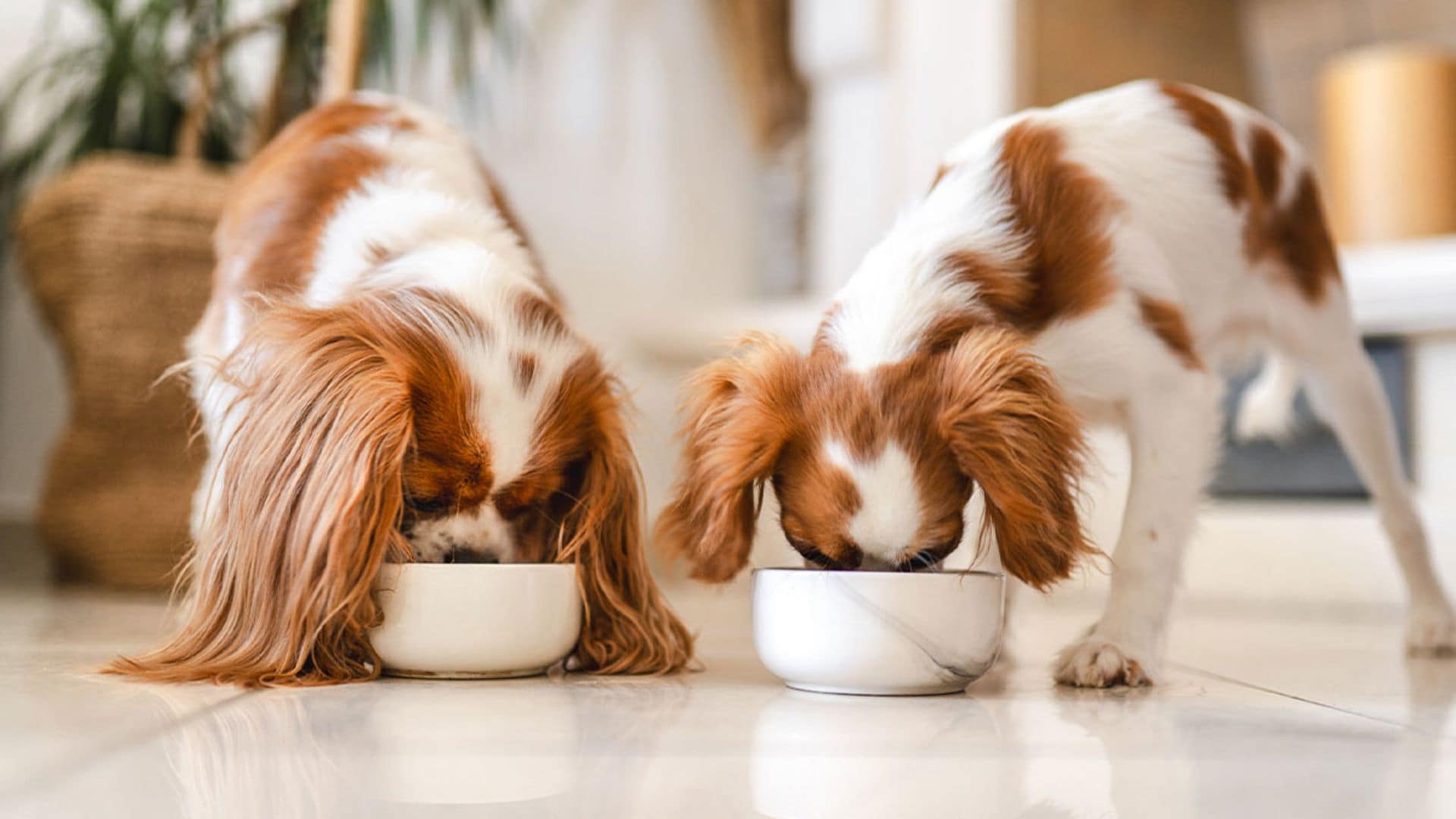 Evita problemas digestivos a tu perro comprándole uno de estos comederos antivoracidad