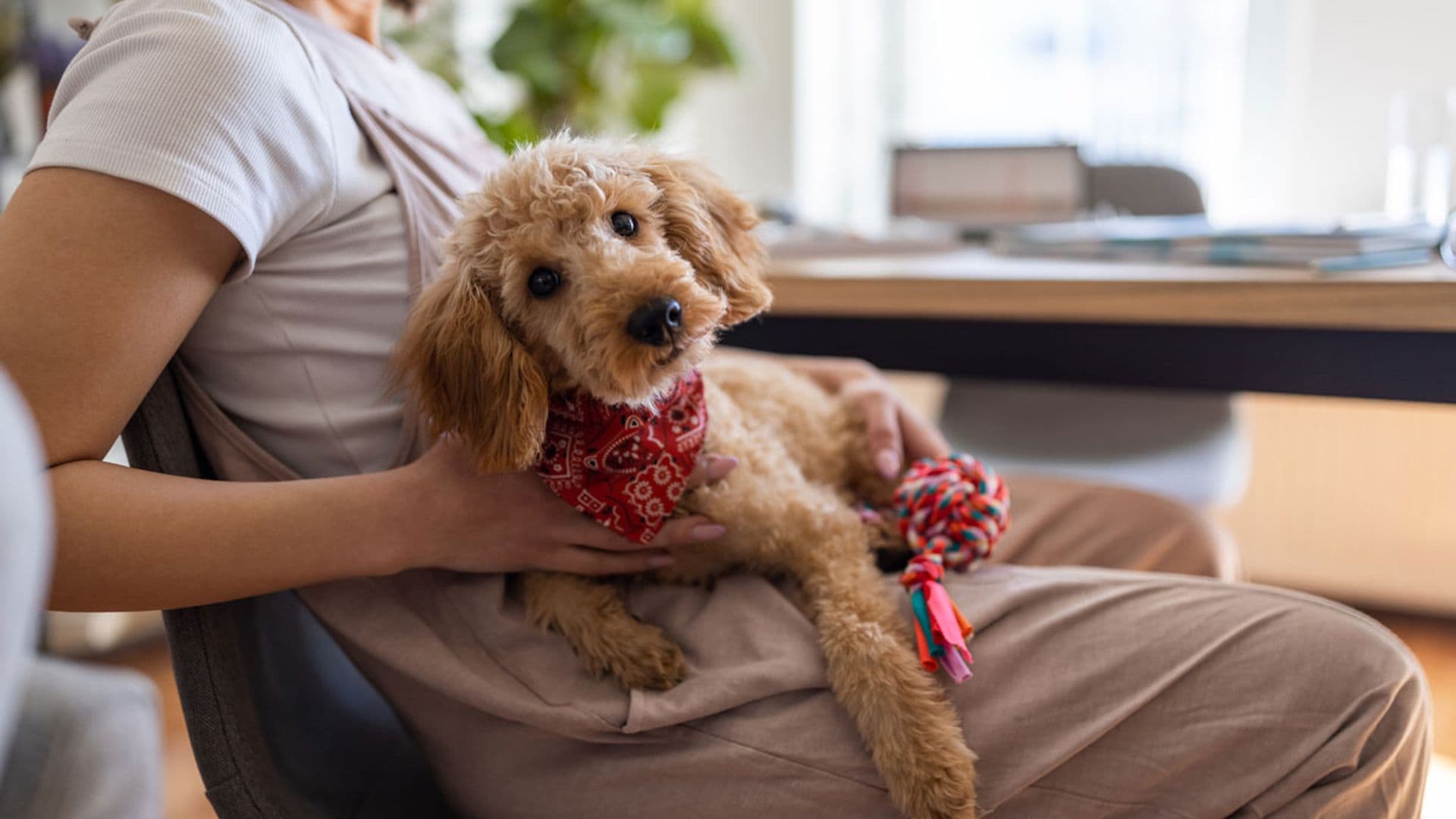 Hernia de disco en perros: síntomas y tratamiento