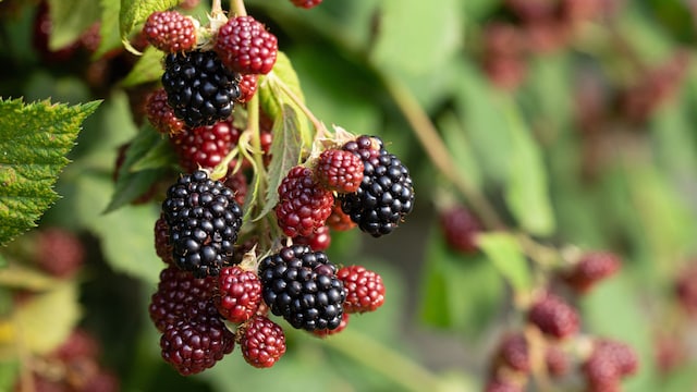 moras silvestres en el campo